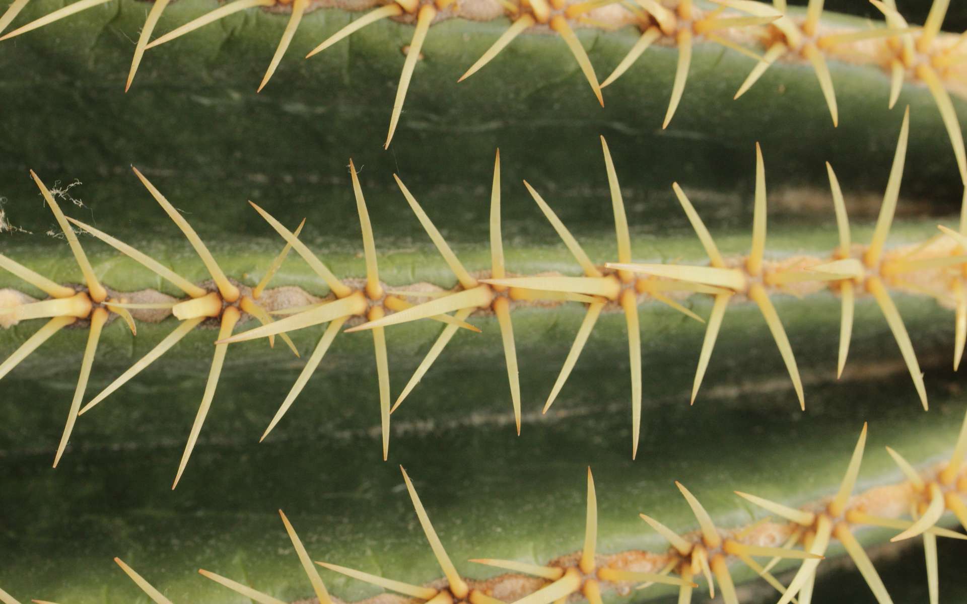 Le cactus en coussin Echinocactus grusonii possède des épines extrêmement solides, mais relativement faciles à ôter. © Björn S