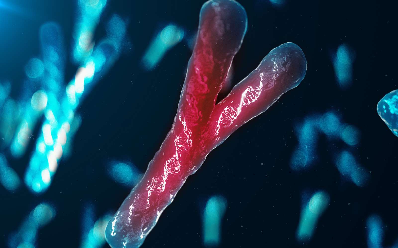 Le chromosome Y est en train de disparaître : un nouveau gène pourrait façonner l'avenir des hommes