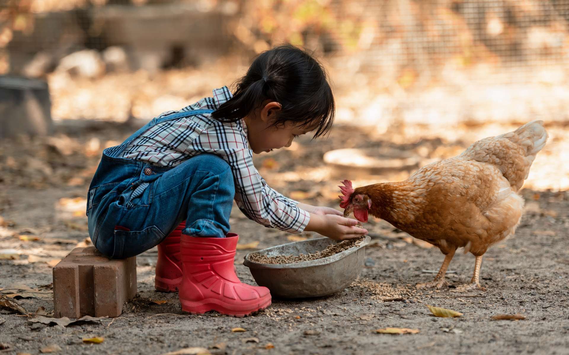 Une fillette de 11 ans décède après avoir été infectée par la grippe aviaire au Cambodge