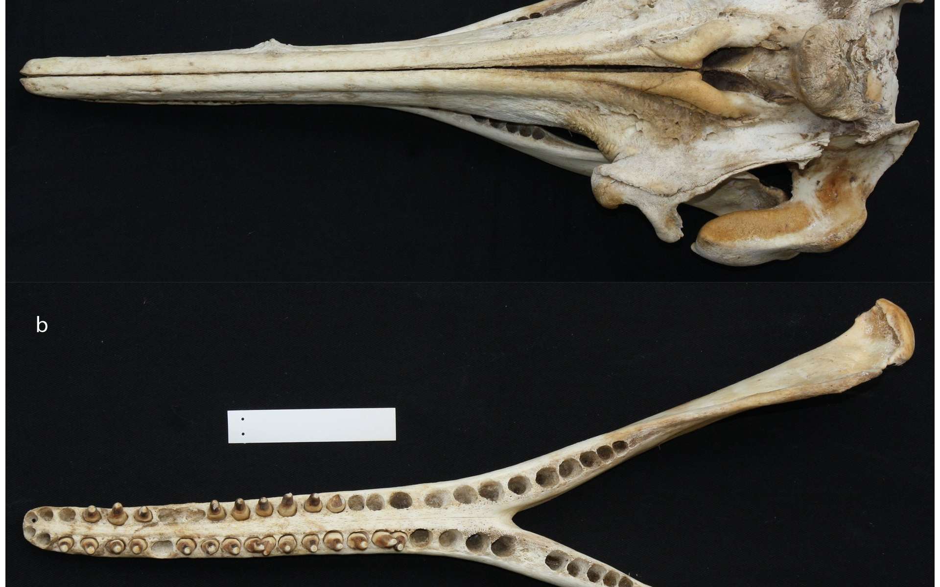 Une mâchoire d'Inia araguaiaensis. Le nombre de dents, plus faible, et la forme de certaines d'entre elles, ainsi qu'un crâne plus large, différencient cette espèce des deux autres dauphins d'eau d'Amérique du Sud. © Tomas Hrbek et al.
