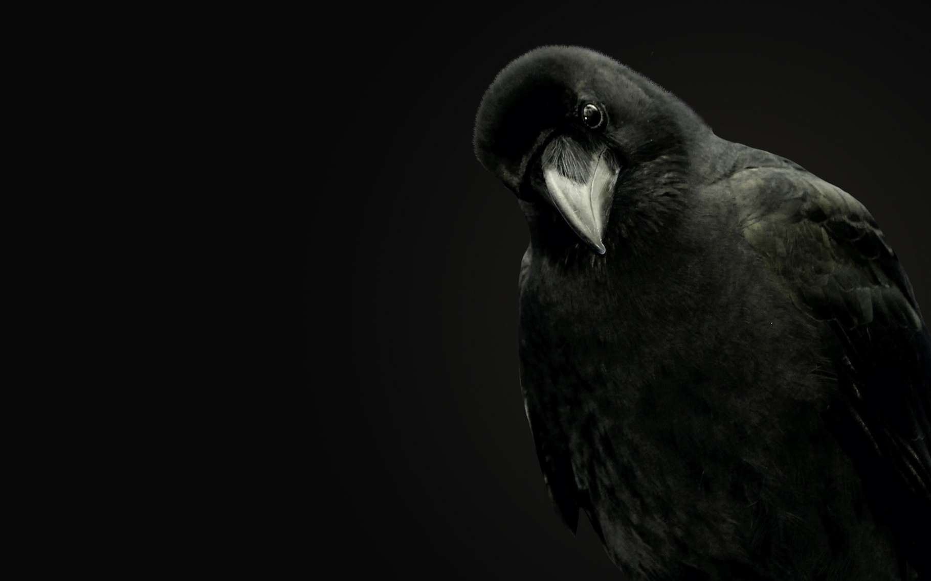Le corbeau est un oiseau étonnant. Il a de la mémoire. Il a conscience de lui-même. Il sait utiliser — et même fabriquer — des outils. Il est joueur et empathique. Et tout ça serait rendu possible par la présence dans son cerveau d’un nombre important d’interneurones. De quoi assurer au corbeau de ne jamais être vraiment bête ! © Photoeuro, Adobe Stock