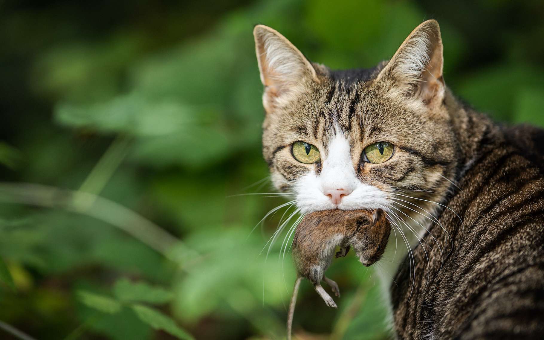 Ces gouttelettes d'huile se comportent comme des prédatrices !