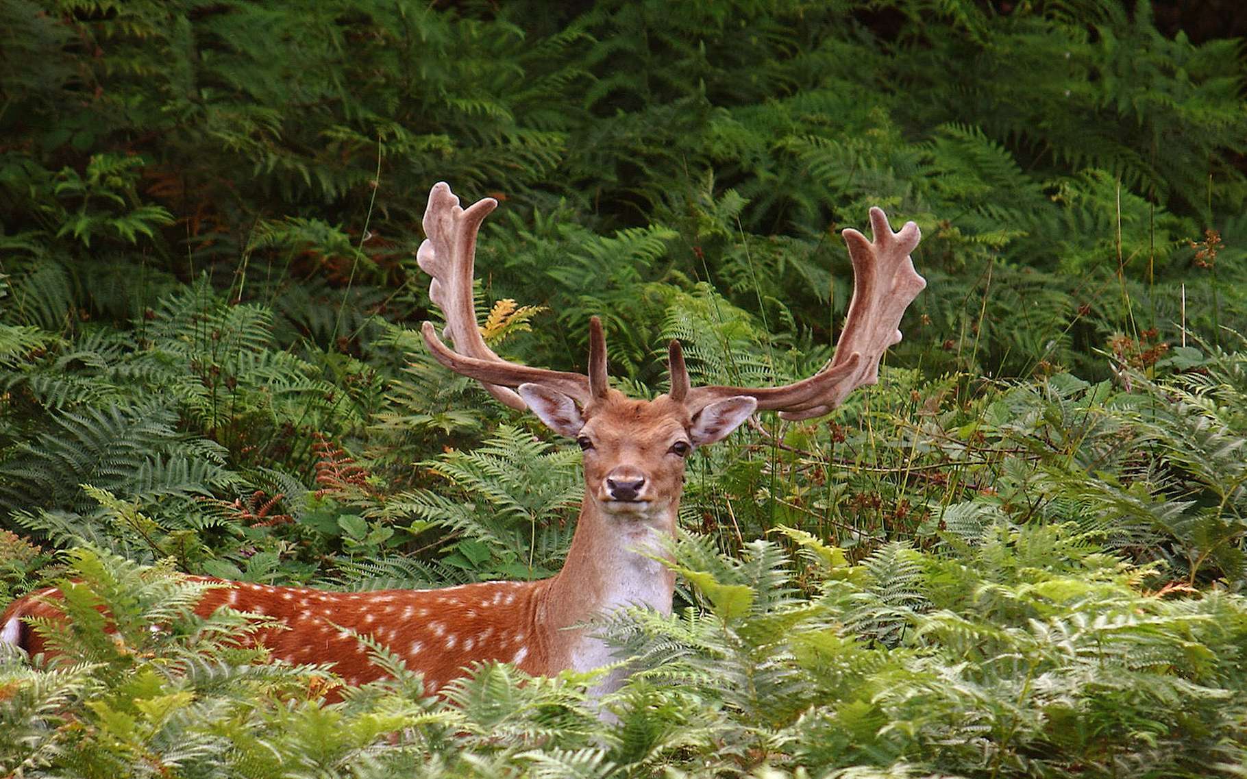 Le Cerf Elaphe Dossier