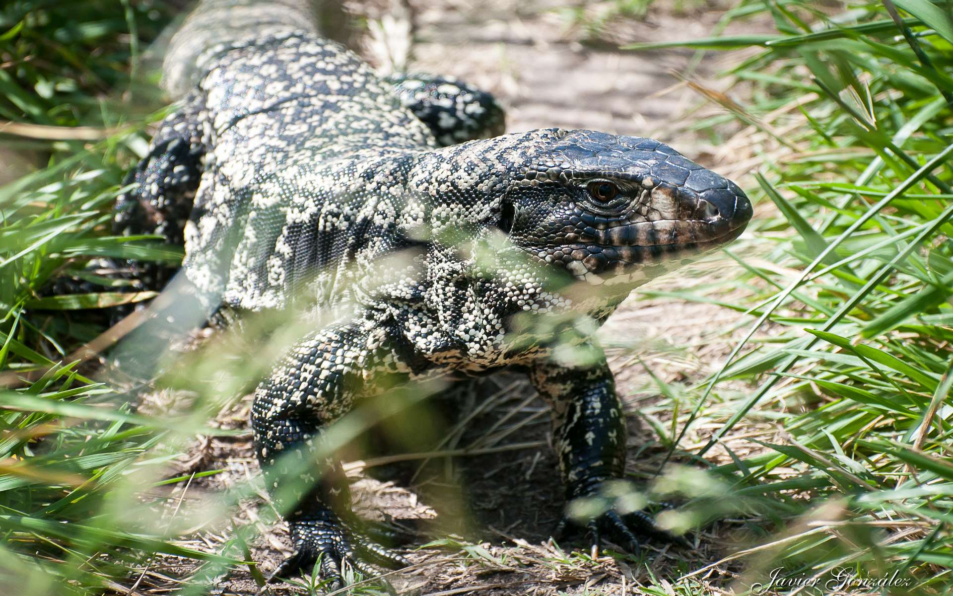 Un lézard carnivore géant menace le sud des États-Unis