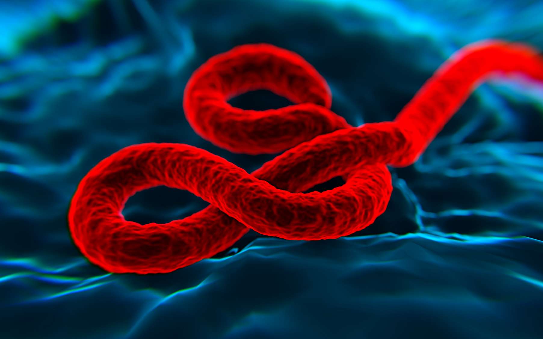 Le virus Ebola est un filovirus qui comprend plusieurs espèces différentes : Bundibugyo, Zaïre, Reston, Soudan et Forêt de Taï. © nanomanpro, Fotolia