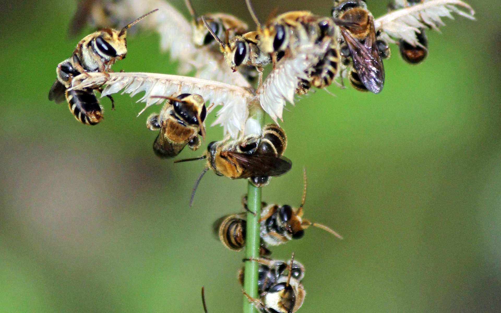 Seule Face à Labeille Brève | Quatre abeilles se cachaient dans l'œil d'une patiente