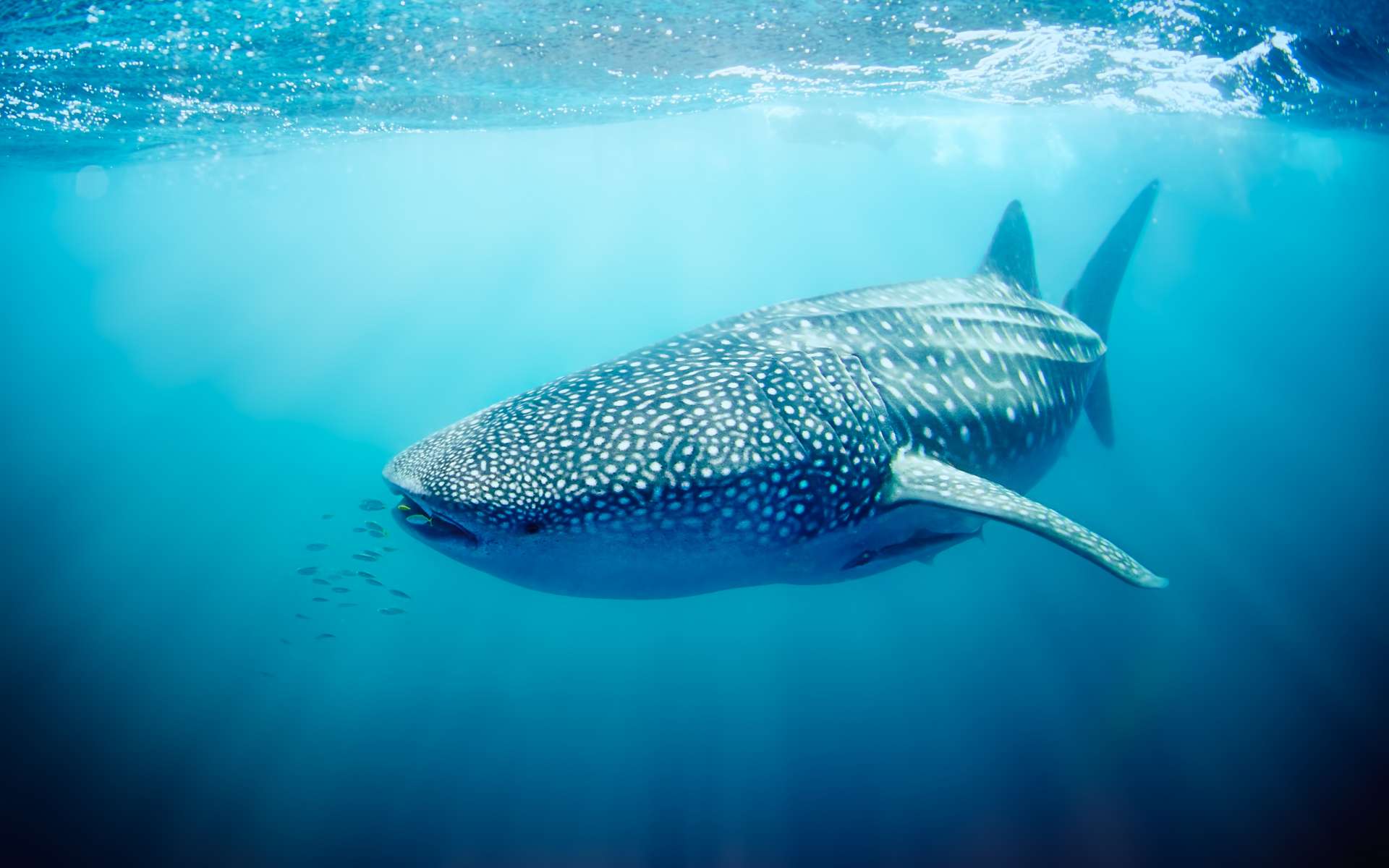 Breve Des Essais Nucleaires Permettent D Estimer L Age Des Requins Baleines