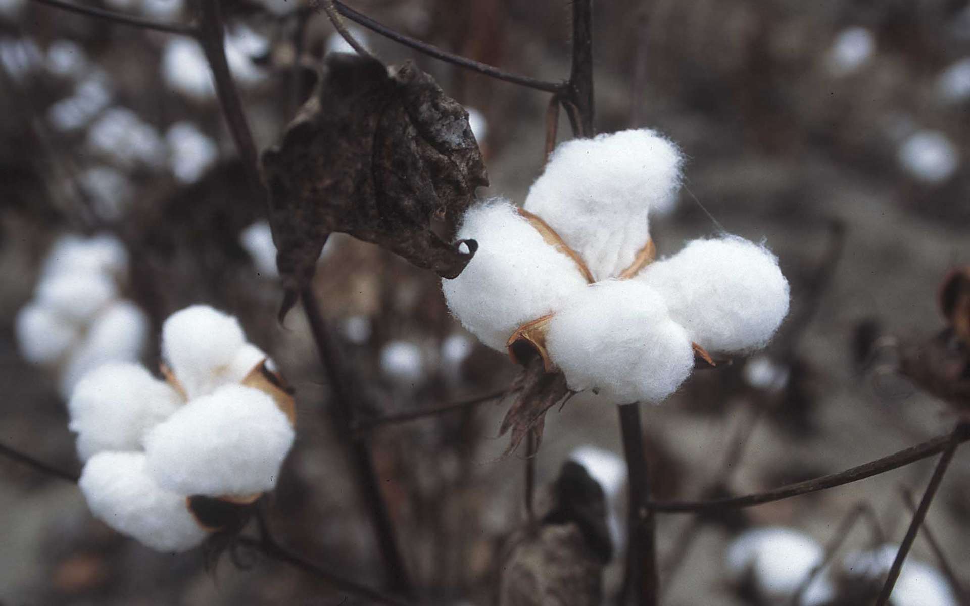 D'où vient le coton biologique ?