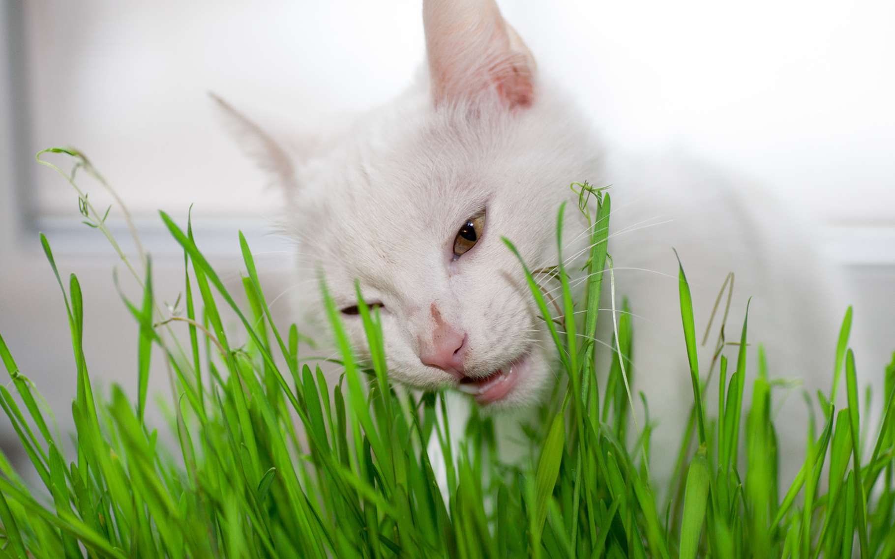 Les chats mangent essentiellement de l’herbe pour vomir les poils qu’ils avalent en faisant leurs toilettes. © mironovm, Fotolia
