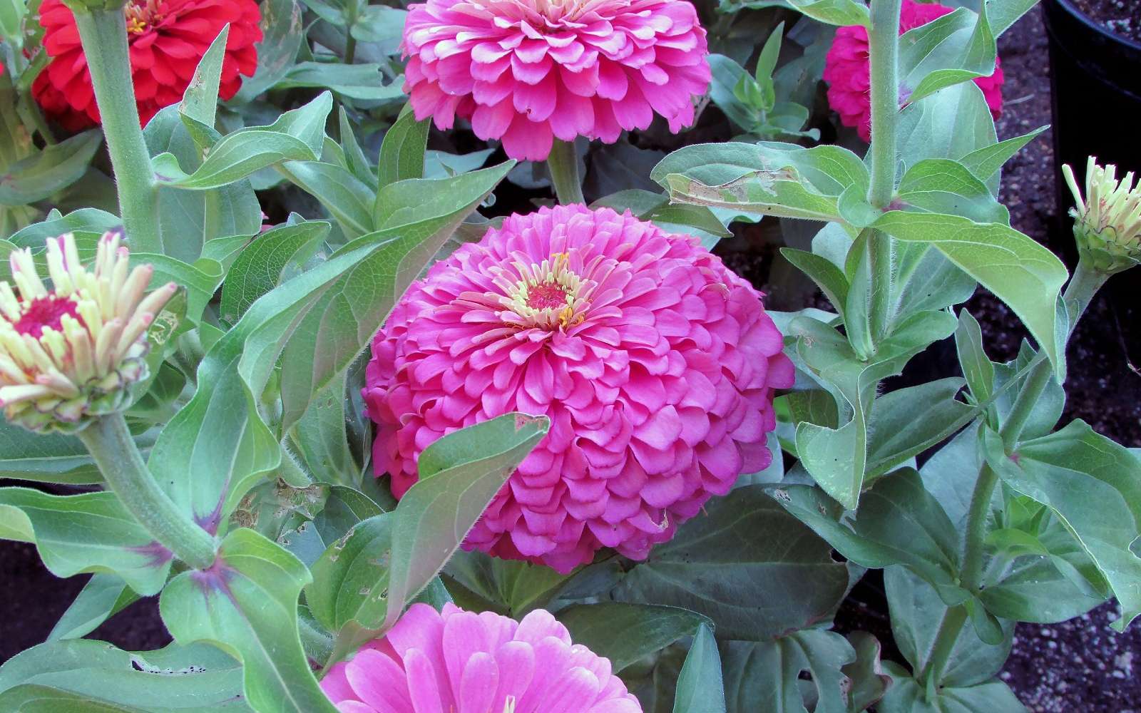 Définition Zinnia Futura Planète