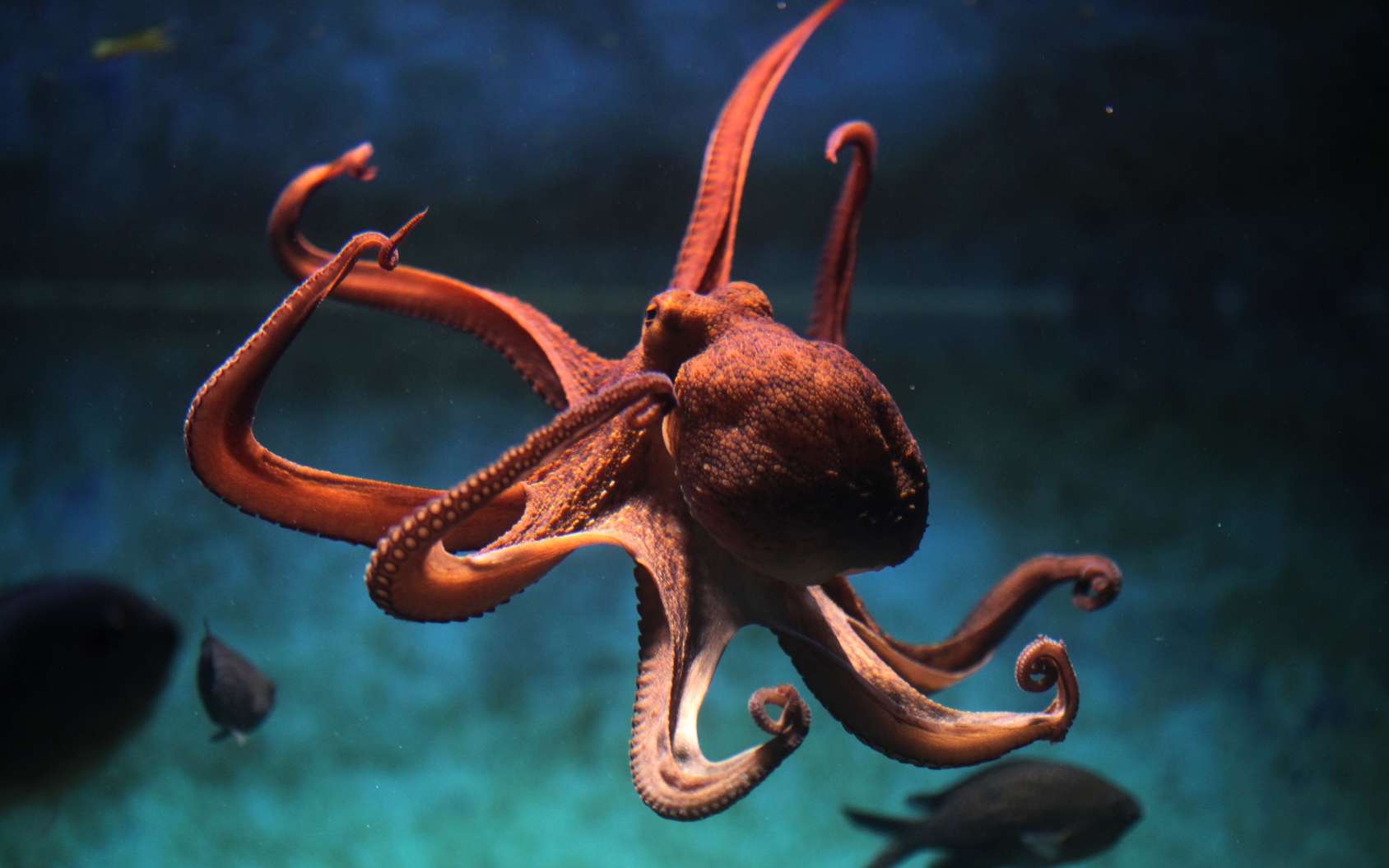 La pieuvre commune Octopus vulgaris, en photo ici, réussit à ne pas faire de nœuds avec ses bras car ses ventouses n'adhèrent pas à sa propre peau. © Wladimir Wrangel, Fotolia