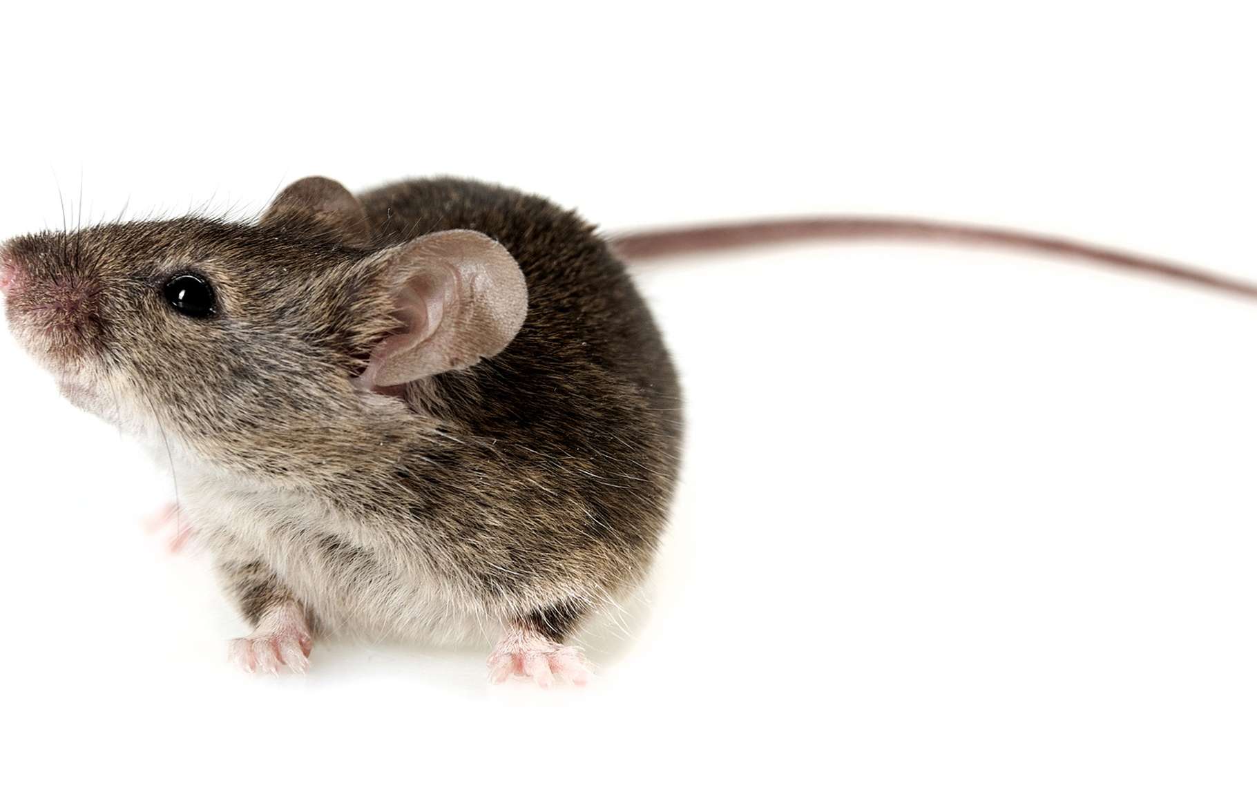 Des souris ont pu recouvrer la vue grâce à des neurones qui repoussent. Pourra-t-on faire la même chose chez l’Homme ? © Kuttelvaserova Stuchelova, Shutterstock