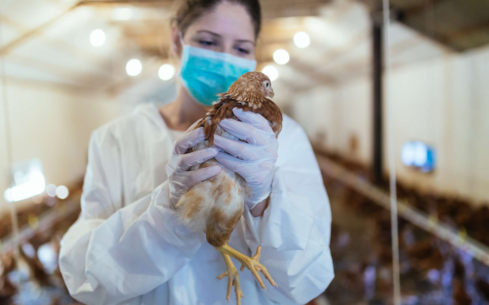Grippe aviaire : « Il n'y a pas d'épidémie chez les humains »