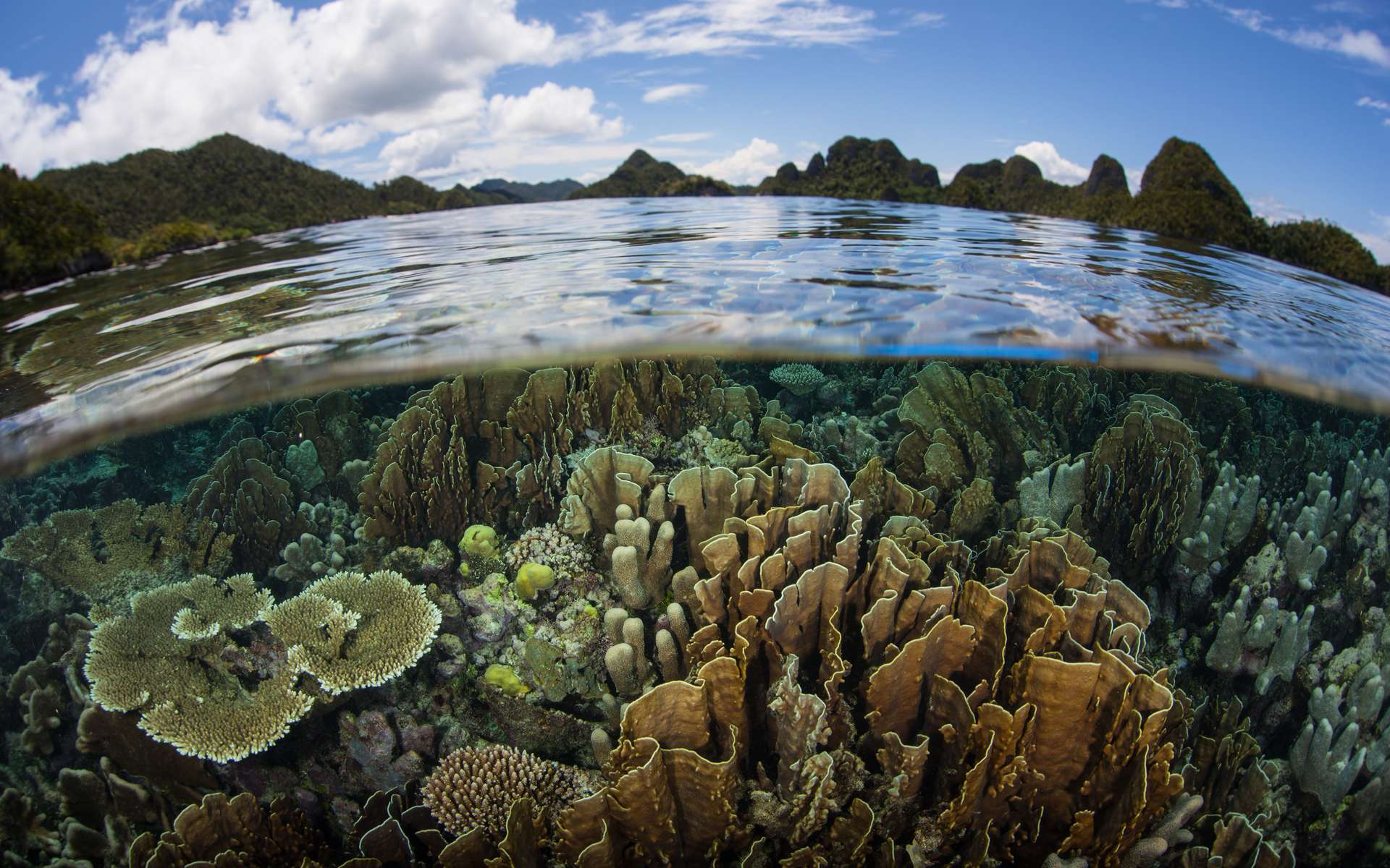 Vidéo | Comment mesurer et comprendre la biodiversité, avec Gilles Bœuf