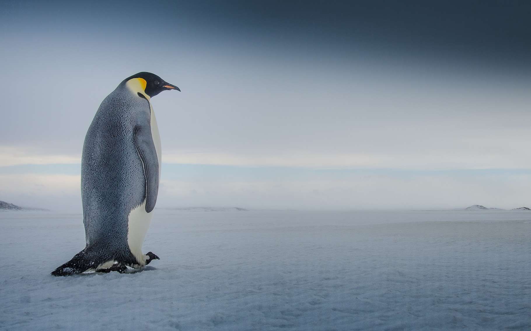 Des colonies entières perdent tous leurs poussins : le manchot empereur glisse vers l'extinction 50 % plus vite que prévu !
