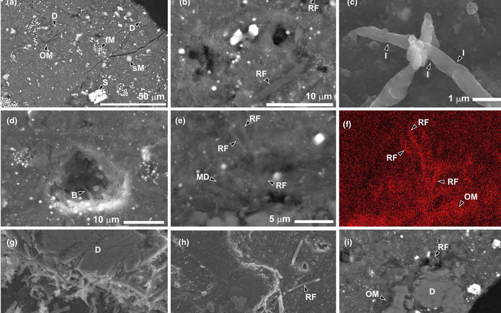 Astéroïde Ryugu : la vie terrestre envahit un échantillon malgré un contrôle extrême