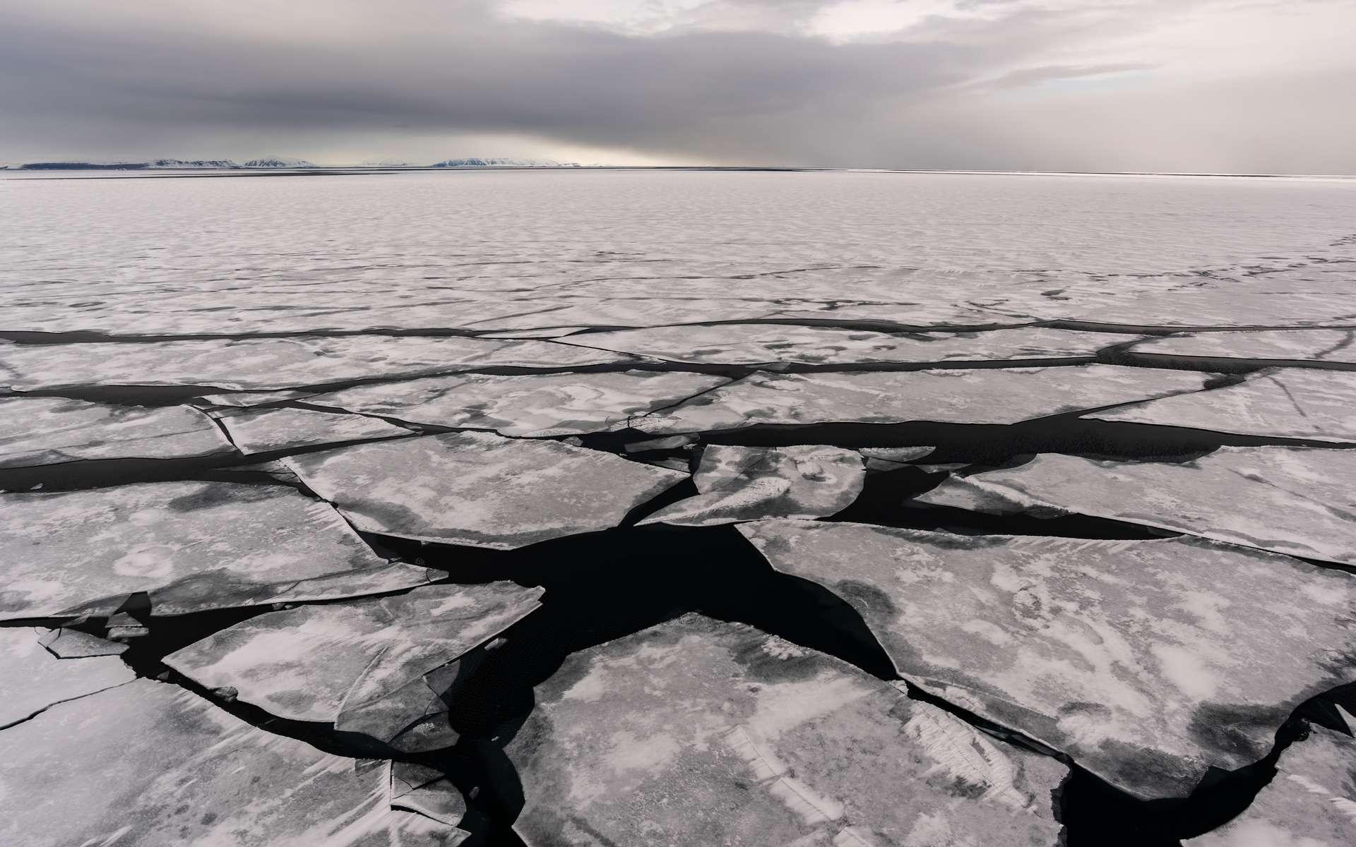La « dernière zone de glace » est le refuge des ours polaires. Des scientifiques de la Columbia Climate School (États-Unis) préviennent qu’elle pourrait disparaître avant la fin de ce siècle. © Kirk Hewlett, Adobe Stock