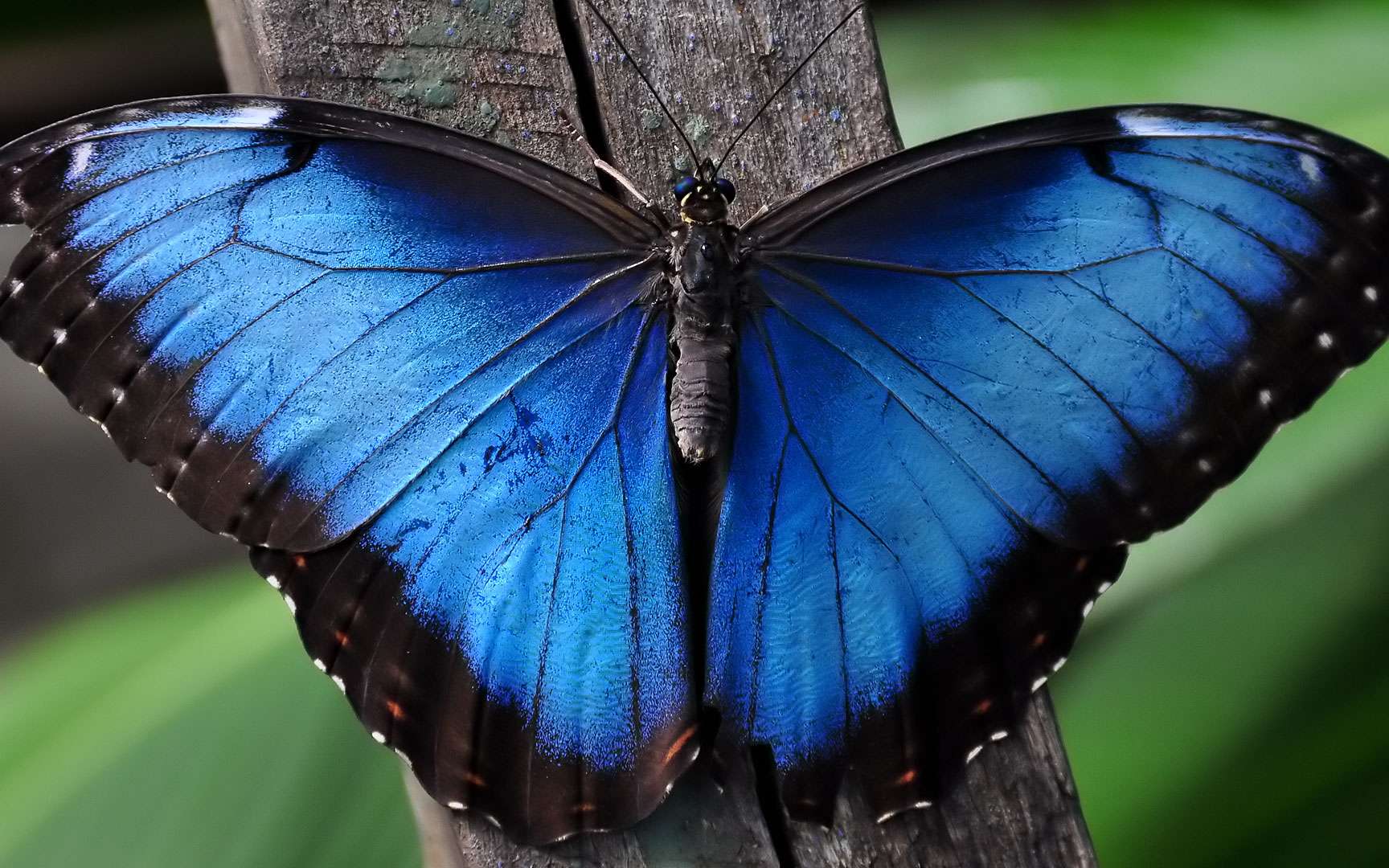 Vid 233 o Des papillons Morpho 233 mergent de leur chrysalide en time lapse