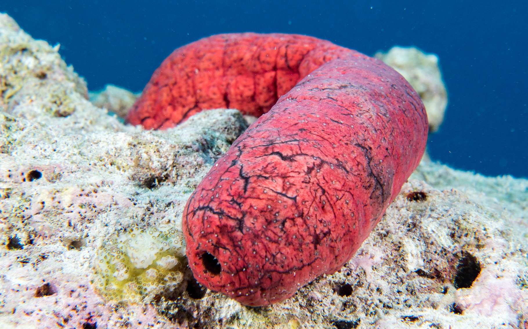 Les scientifiques ont découvert des milliers d'espèces inconnues dans cette région sous-marine qui va être livrée à l'exploitation minière