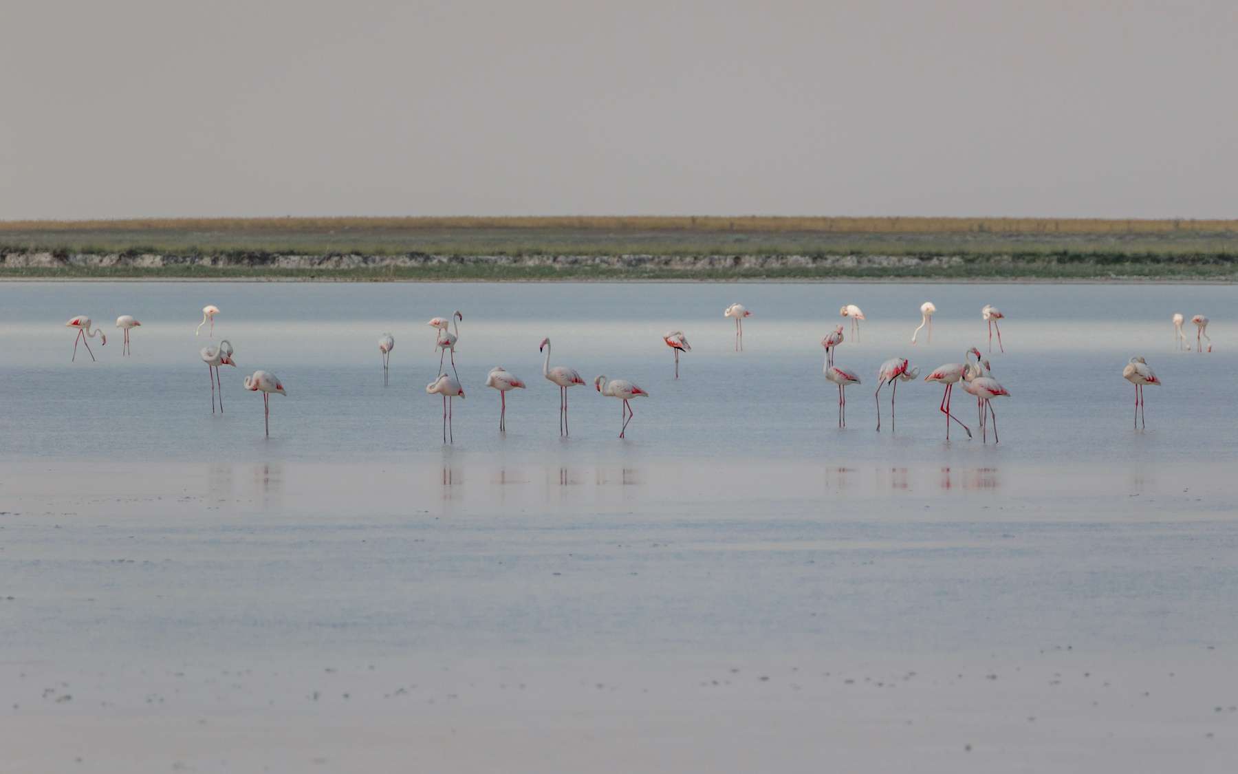 Des milliers de bébés flamants roses morts dans un lac en Turquie