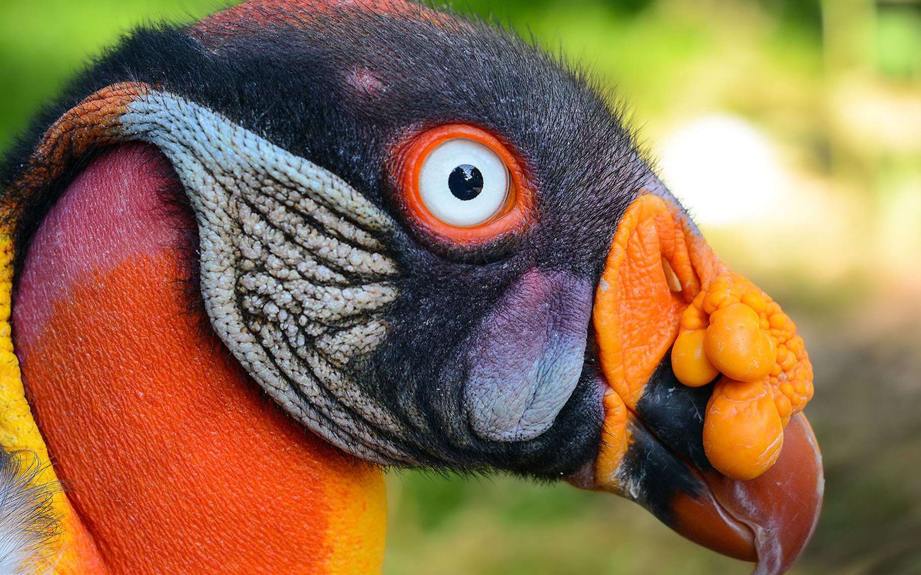 Les Rapaces Des Oiseaux Fascinants Dossier