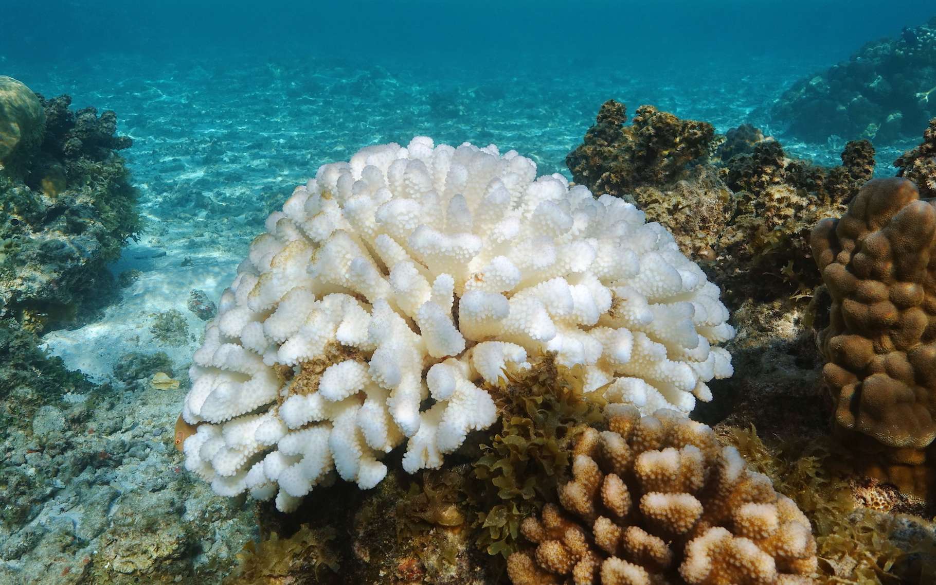 Une analyse de coraux permet à des chercheurs de Georgia Tech (États-Unis) de prouver que les épisodes El Niño sont devenus plus intenses à l’ère industrielle, ce qui aggrave les tempêtes, la sécheresse et le blanchissement des coraux au cours des années El Niño. © damedias, Adobe Stock