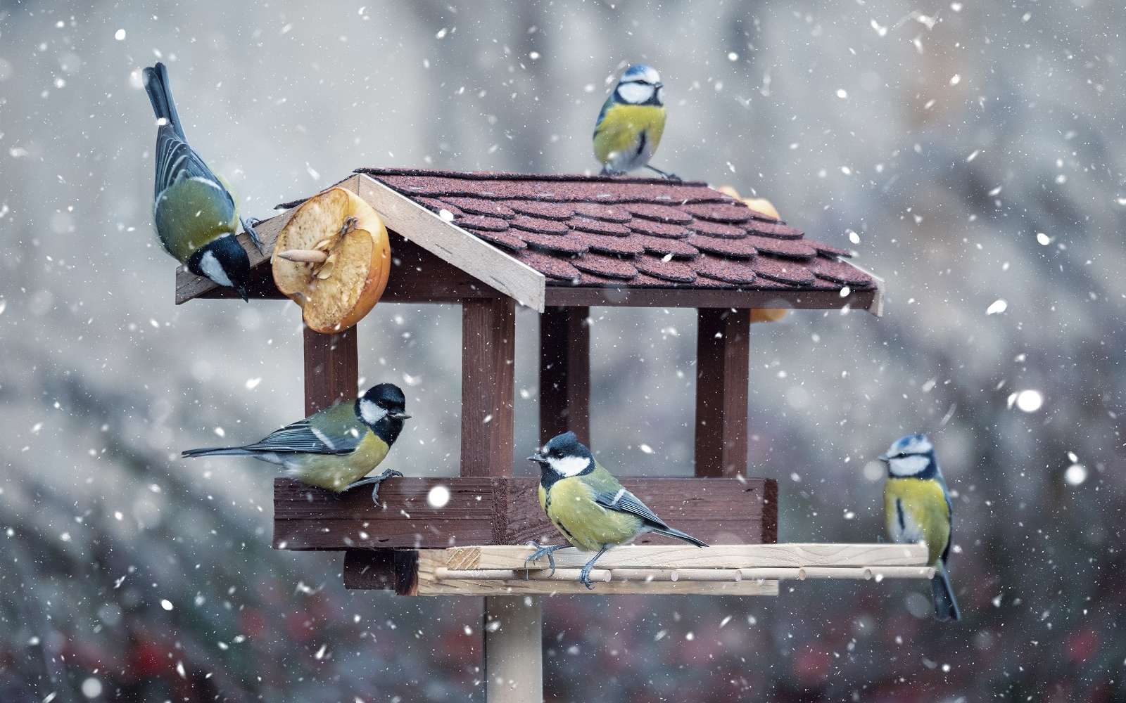 Groupe de mésanges qui viennent se nourrir de graines en hiver. © ArtushFoto1, Adobe Stock