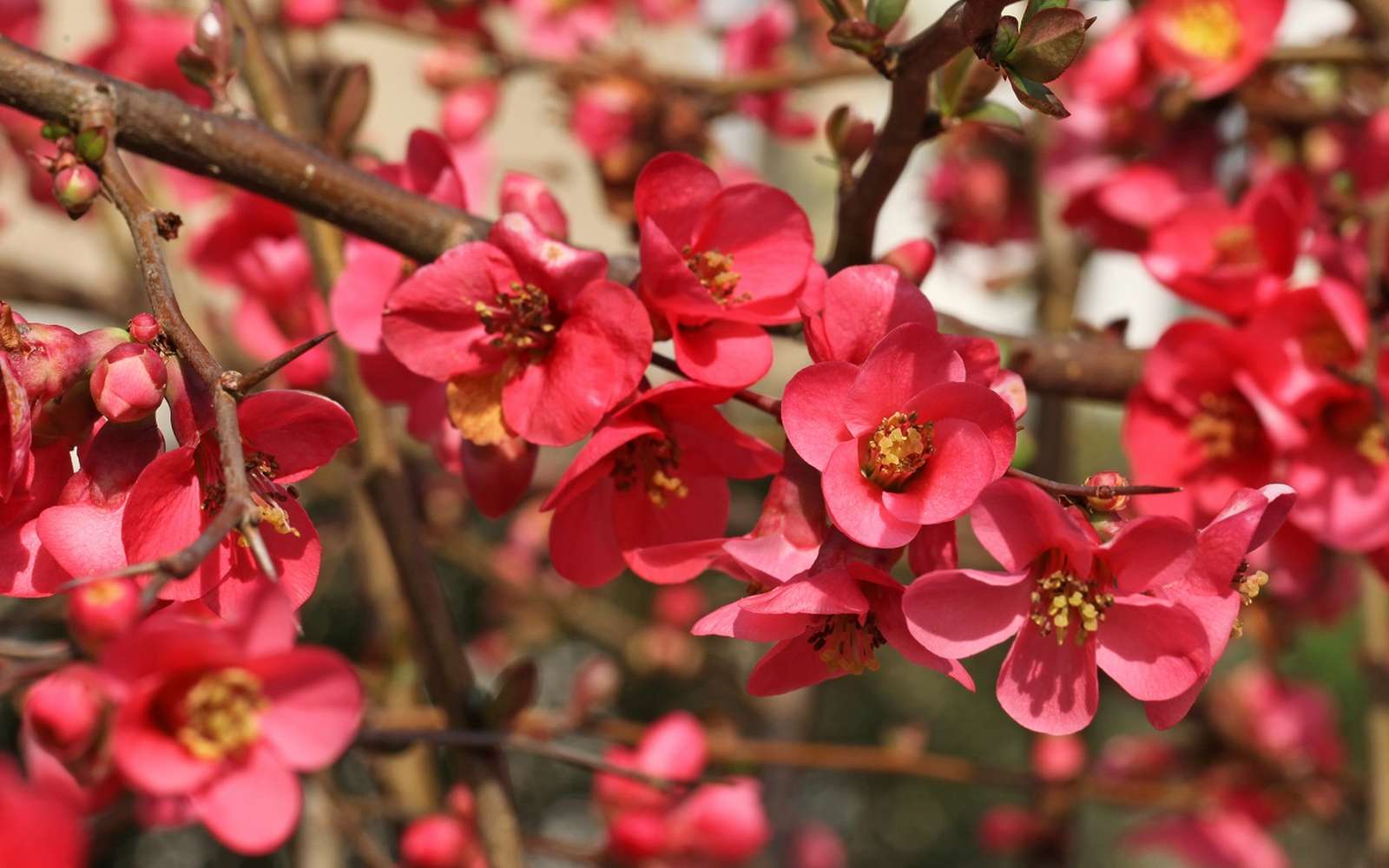 Floraison du cognassier du Japon. © hcast, Adobe Stock