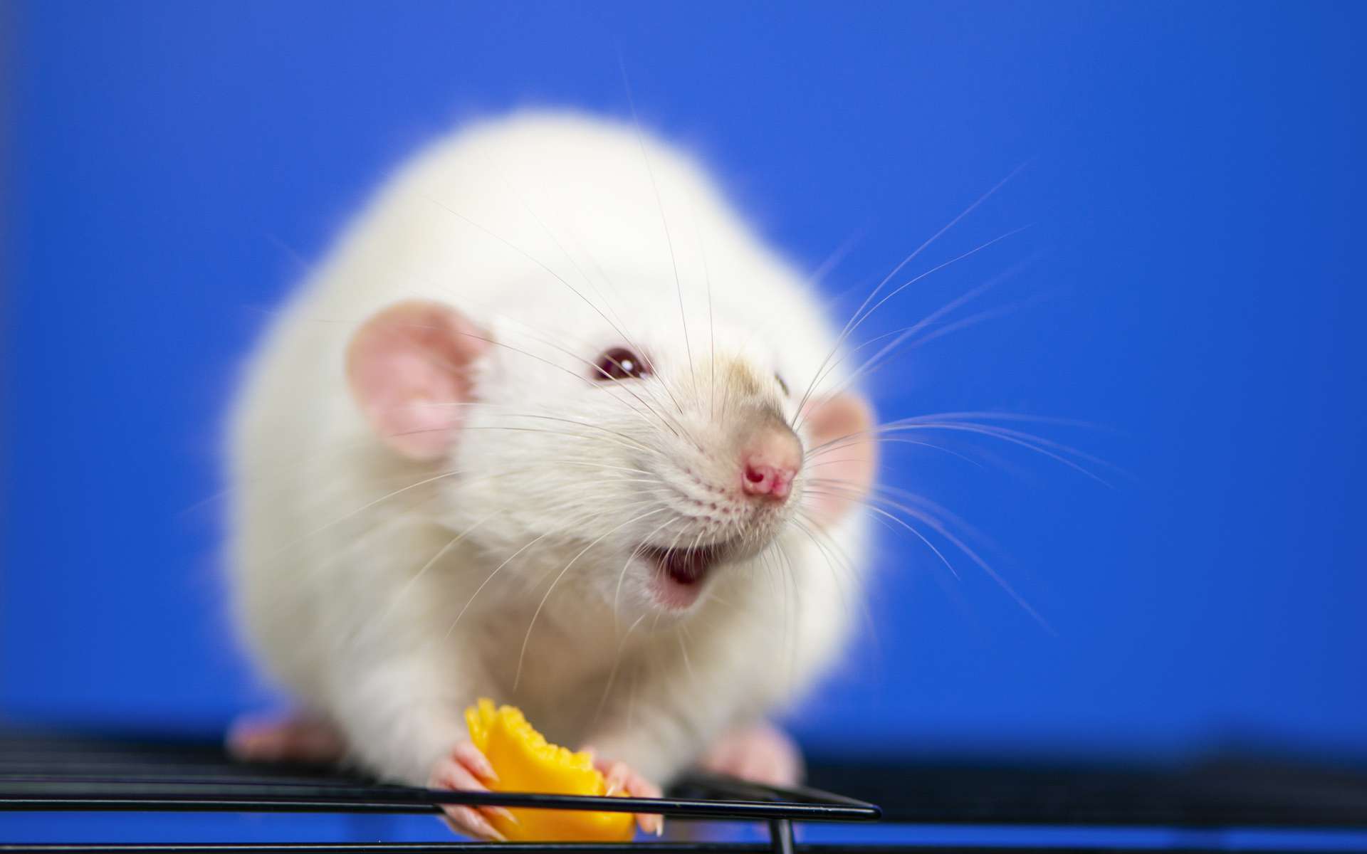 Photo of Les souris retrouvent la vue grâce à des gènes «anti-âge»