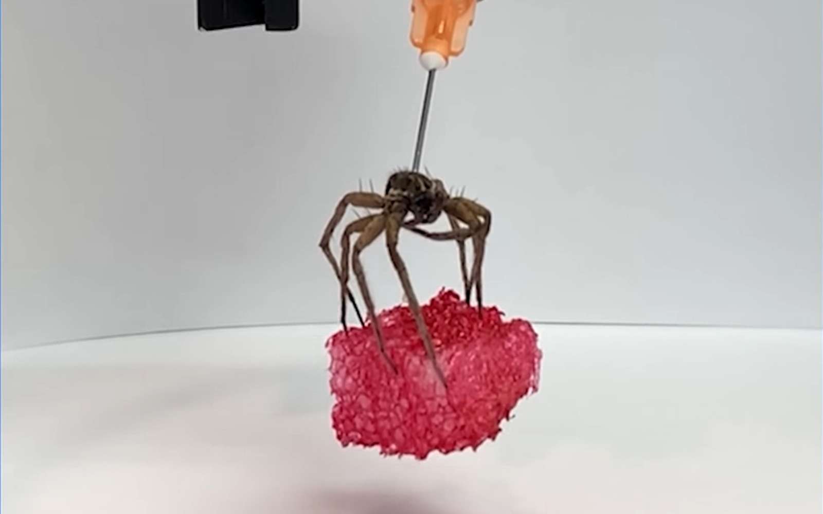 La nécrobotique, ou l'art cauchemardesque de transformer les araignées mortes en robots
