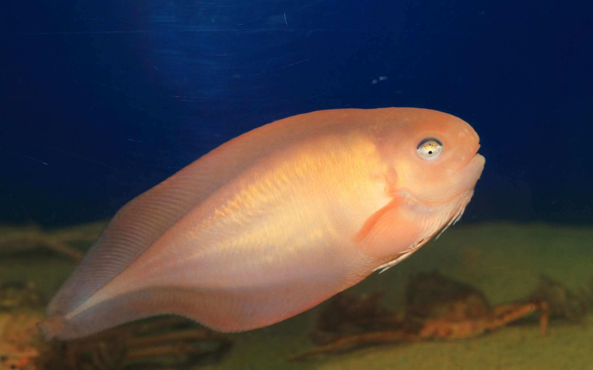 Ce poisson a été filmé à plus de 8 000 m de profondeur : un record absolu !