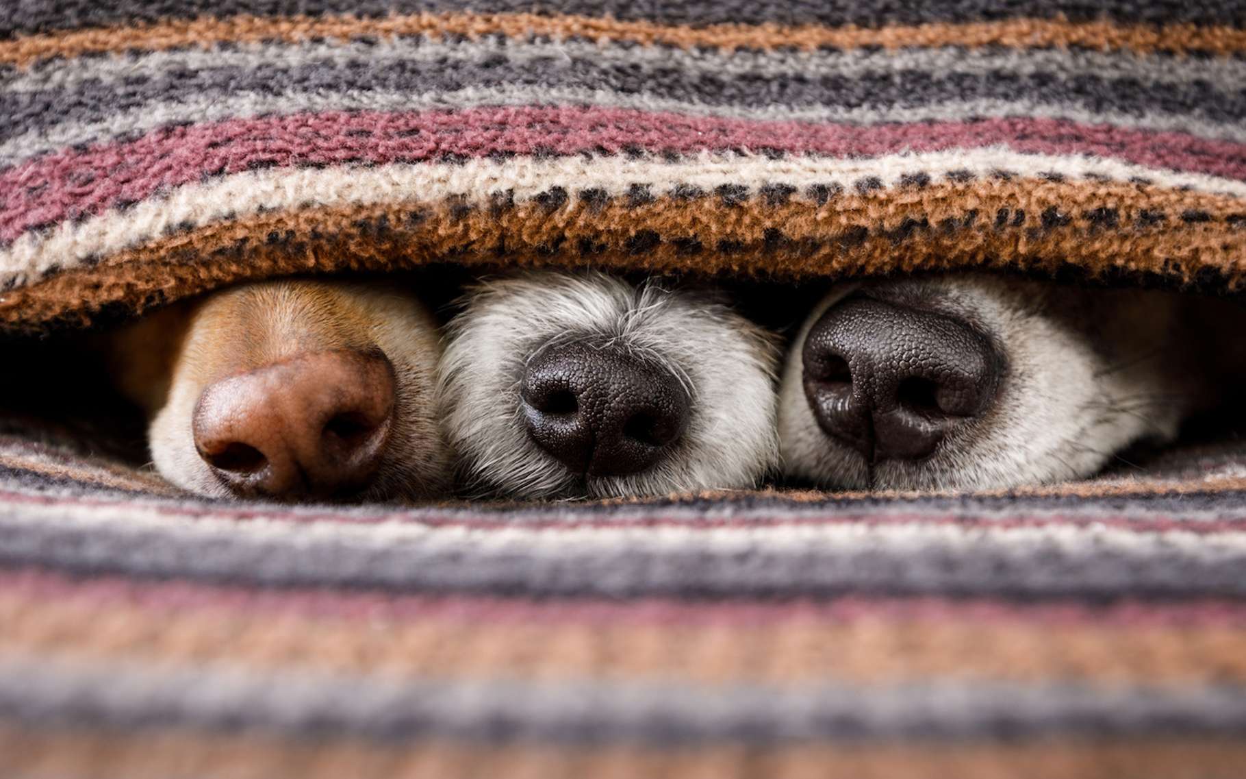 Comment Proteger Son Chien Du Froid