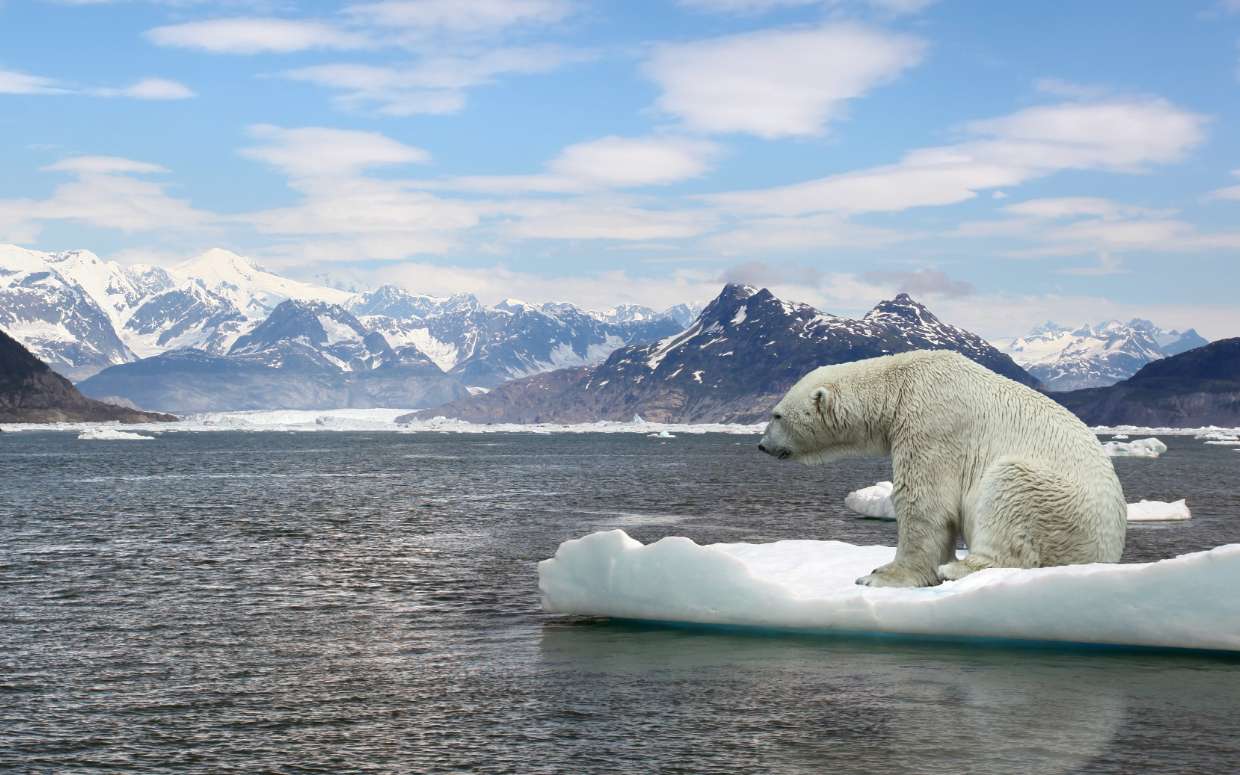 Les ours polaires risquent de disparaître d'ici 2100