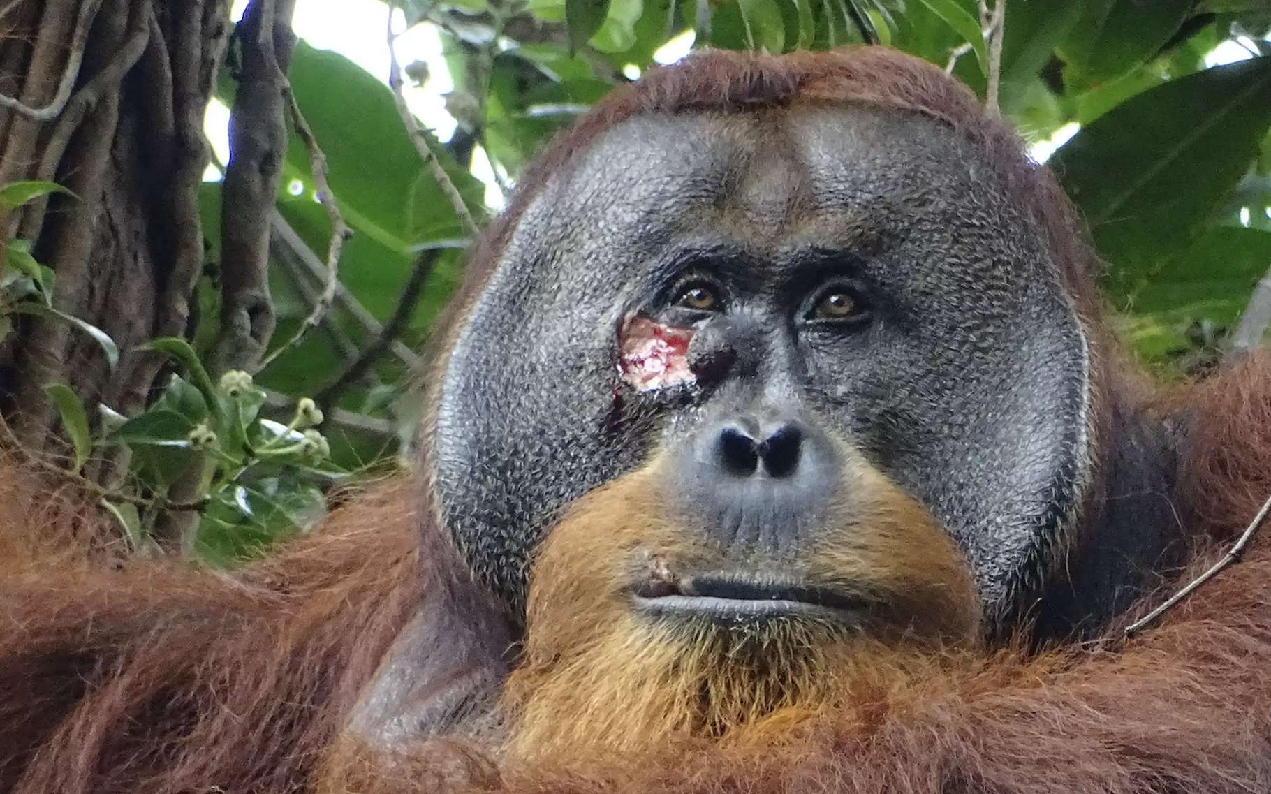 Première : un orang-outan sauvage soigne sa blessure avec une plante