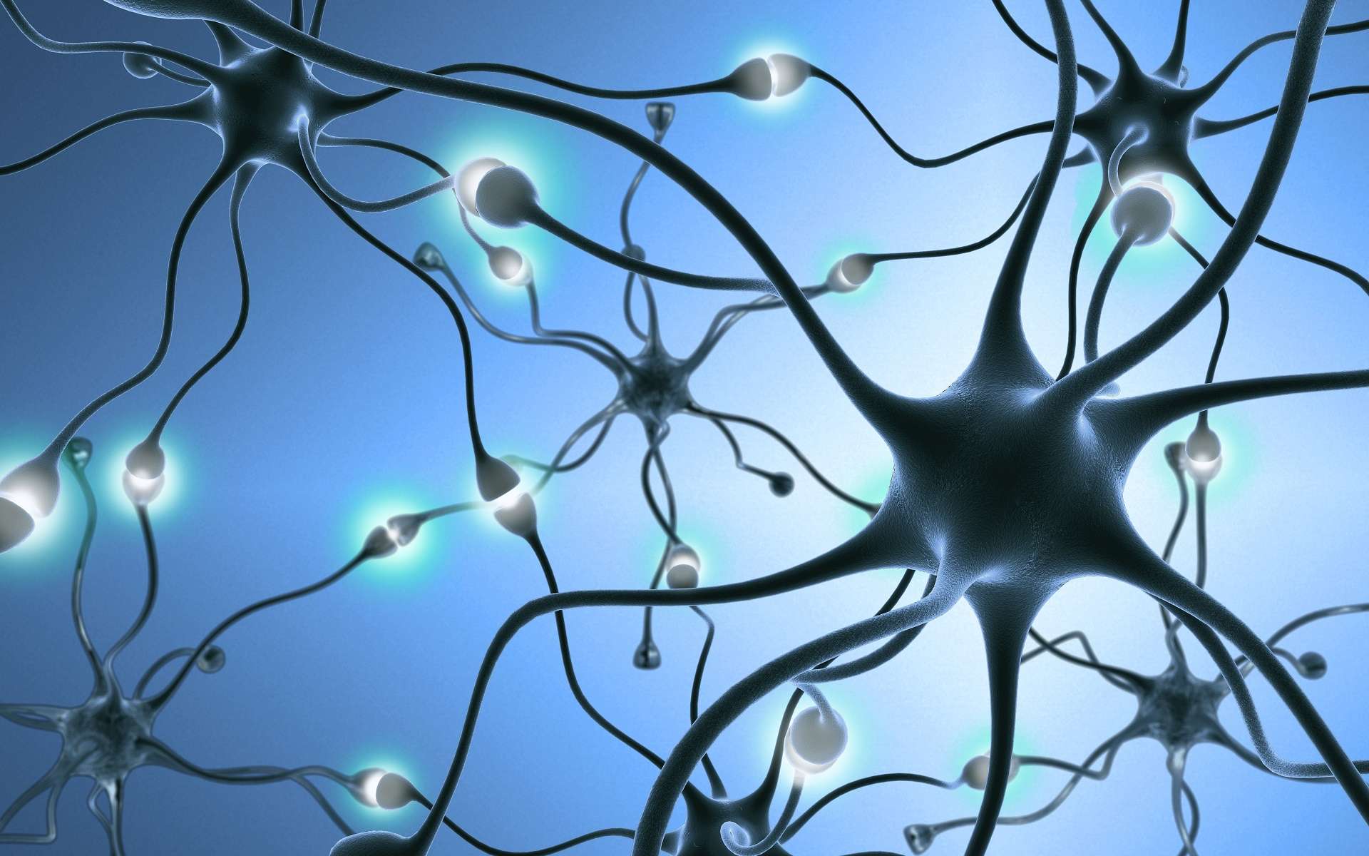 Lors des apprentissages, des connexions entre neurones (synapses) sont renforcées. © StudioSmart, Shutterstock