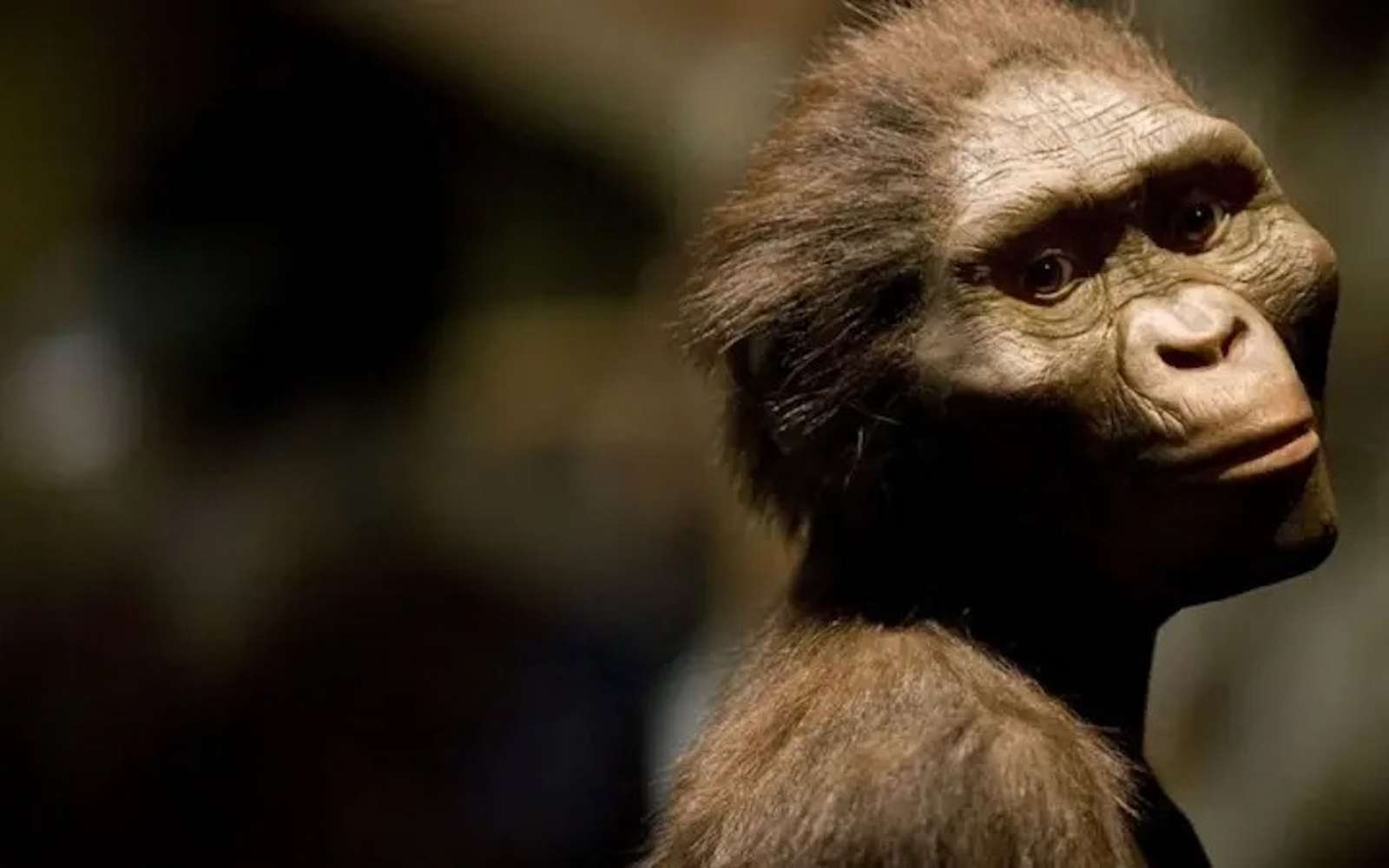 Sa découverte a tout changé : ce que Lucy nous cache encore sur l'évolution des premiers humains