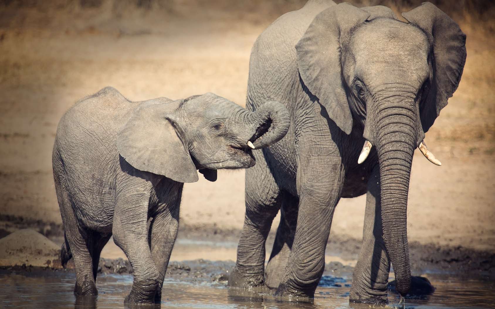 Gestations Des Elephants Et Des Baleines Pourquoi Sont Elles Aussi Longues