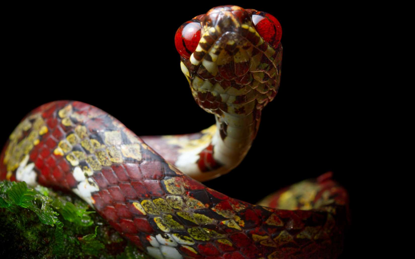 Un nouveau serpent nommé « Di Caprio »