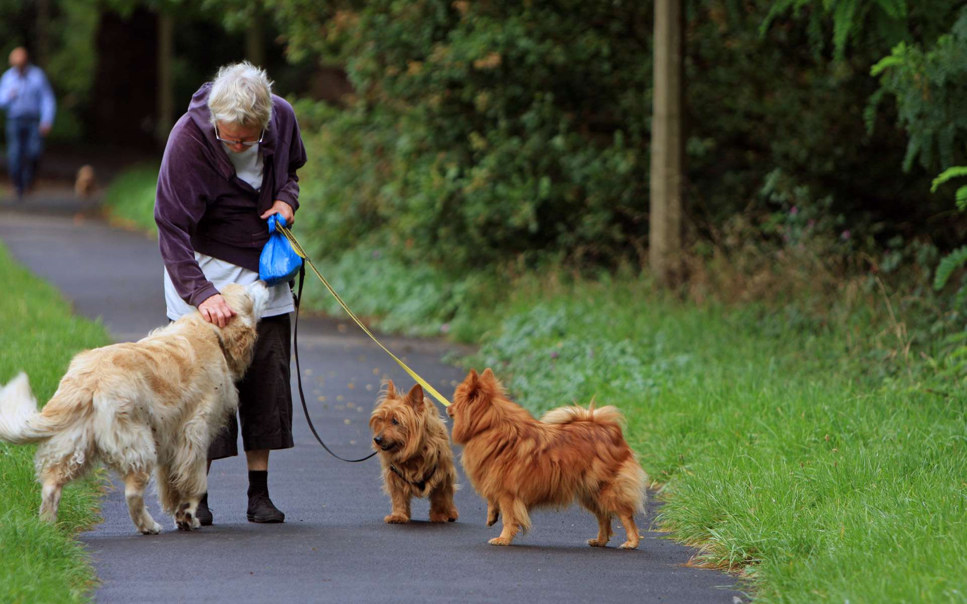 Avec Les Chiens Nous Employons Le Parler Bébé Les - 