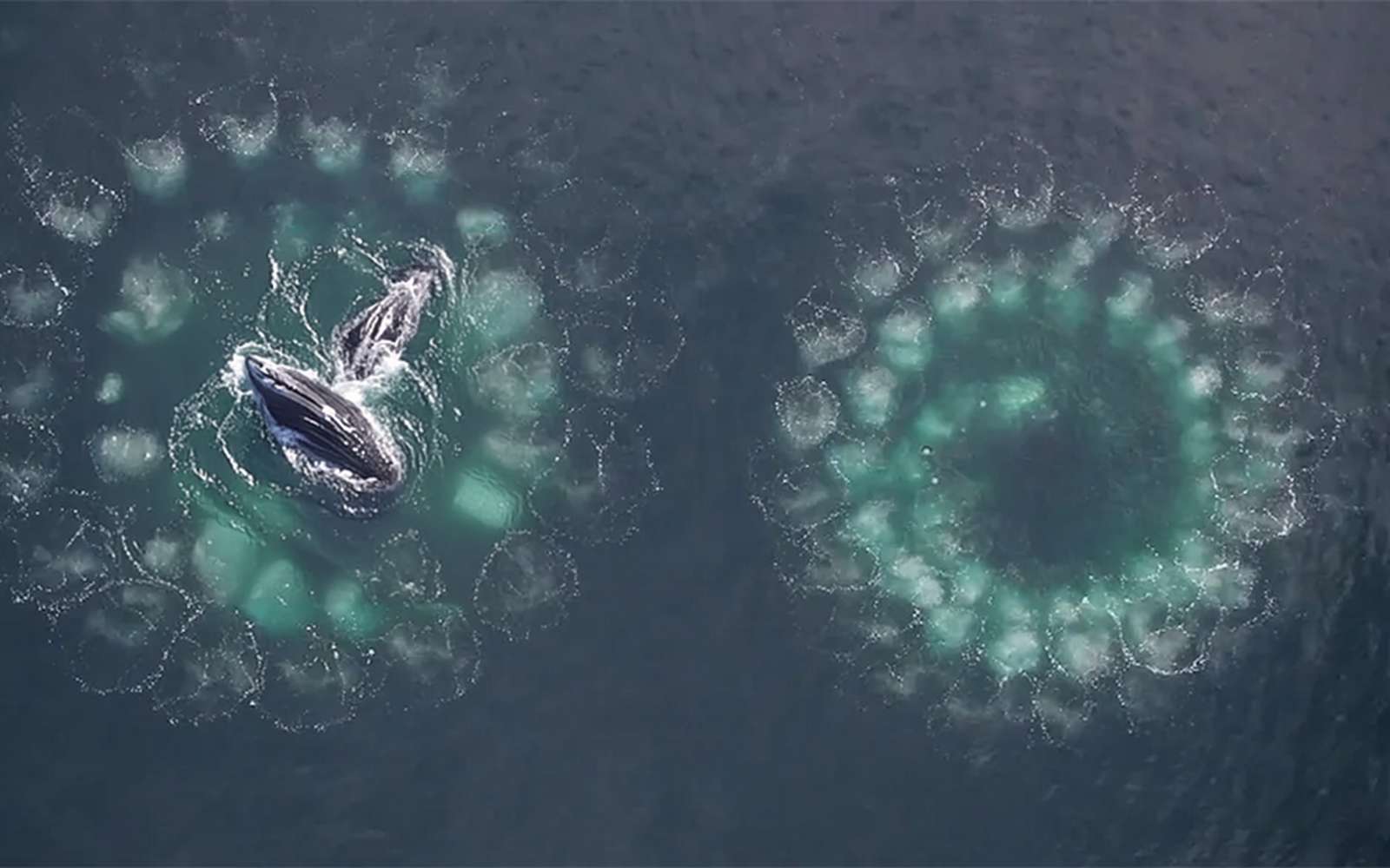 Cette baleine chasse les poissons avec des filets... de bulles !