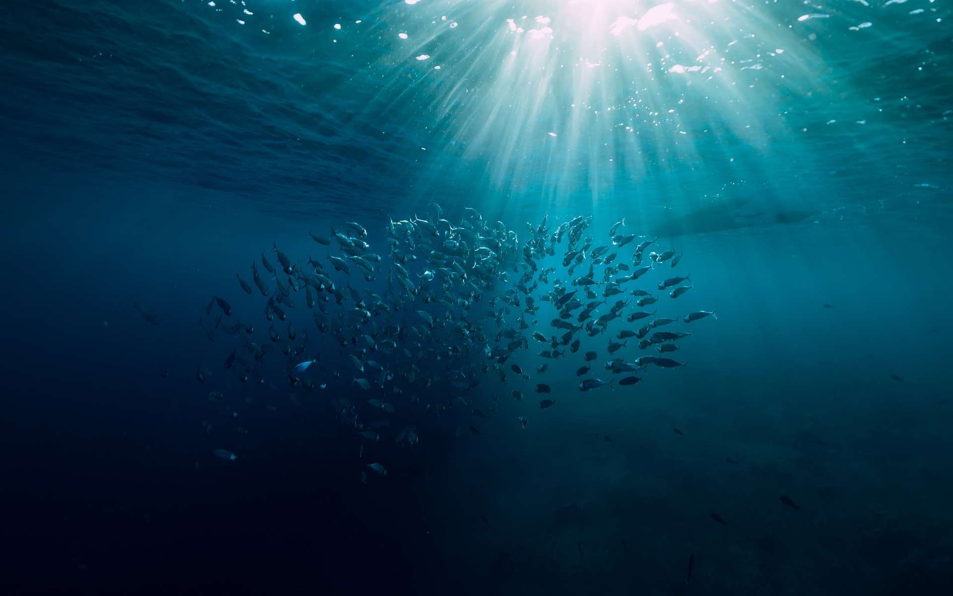 Les températures de l'océan sont influencées par ses profondeurs. © artifirsov, Adobe Stock