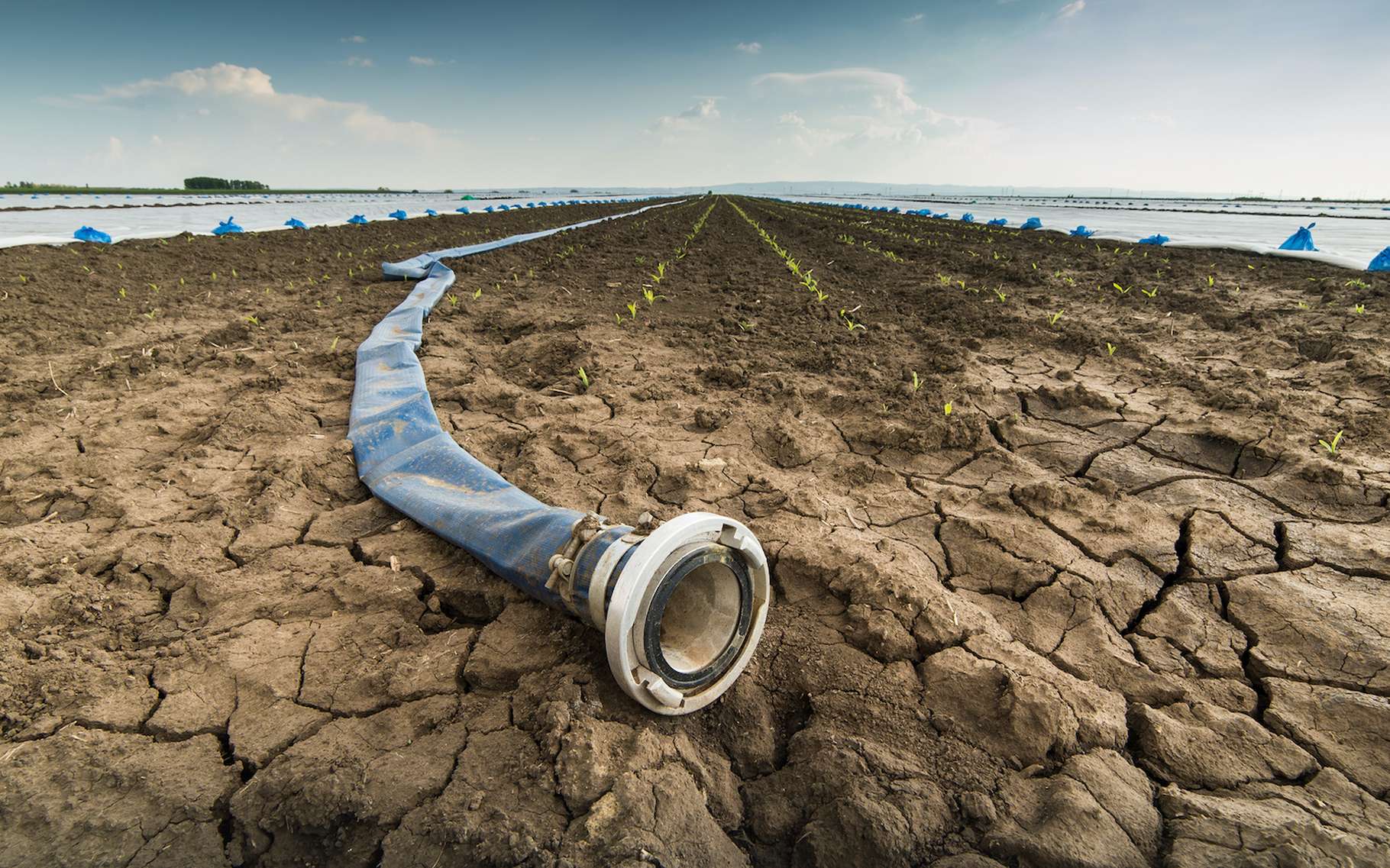 Des chercheurs de l’Académie des sciences de Chine ont étudié la raréfaction de la disponibilité en eau pour les terres agricoles dans le contexte de réchauffement climatique. Mauvaise nouvelle : elle va en augmentant ! © Dusan Kostic, Adobe Stock