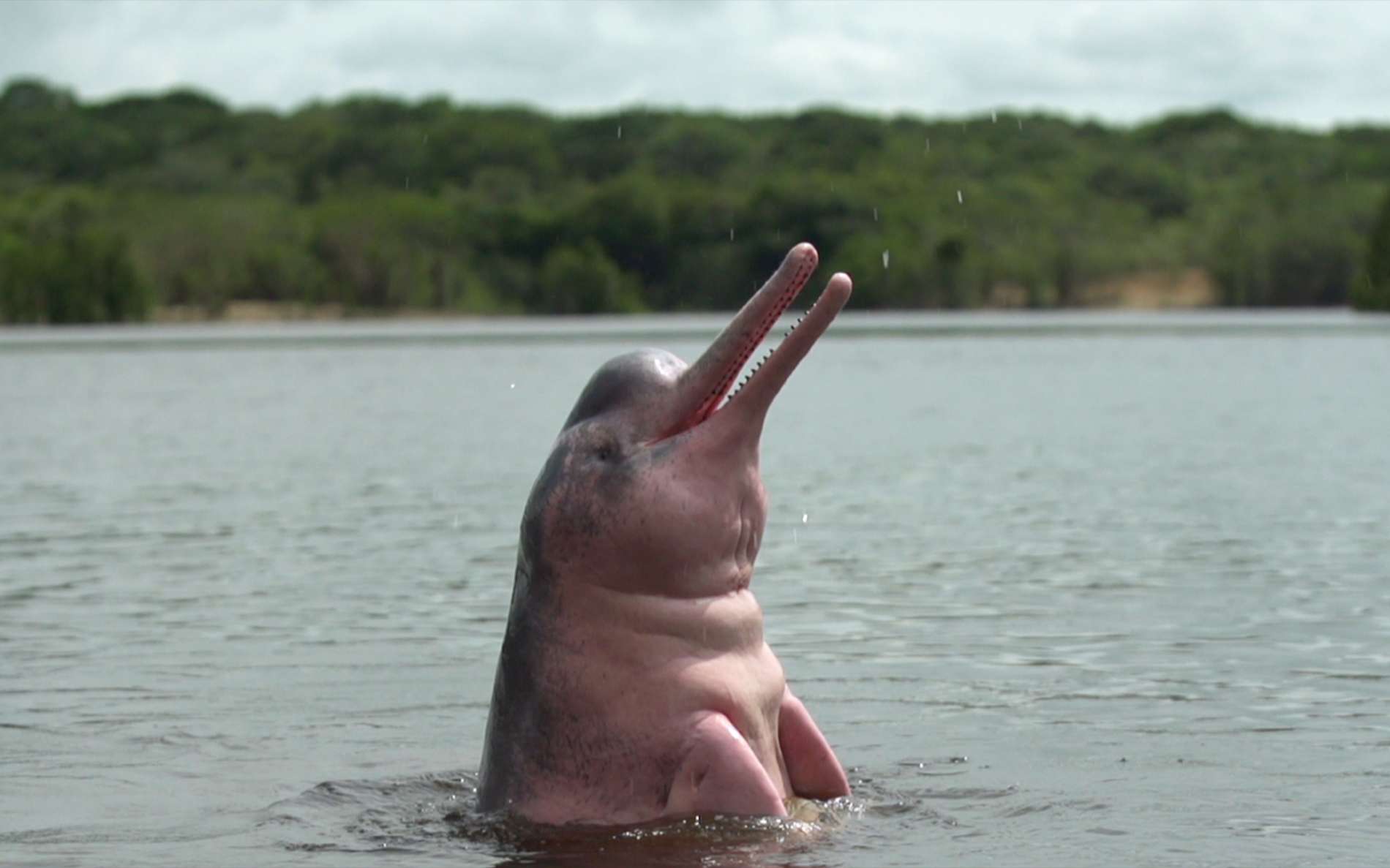 Un dauphin rose dans l'Amazone. Depuis des millions d'années, l'animal s'est adapté à ce milieu très différent de l'océan mais riche en nourriture. Sa longue histoire a été reconstituée méticuleusement. © French Connection Films