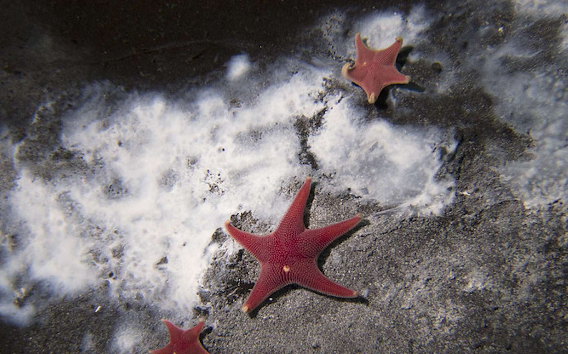 Antarctique : pourquoi cette fuite de méthane est inquiétante ?