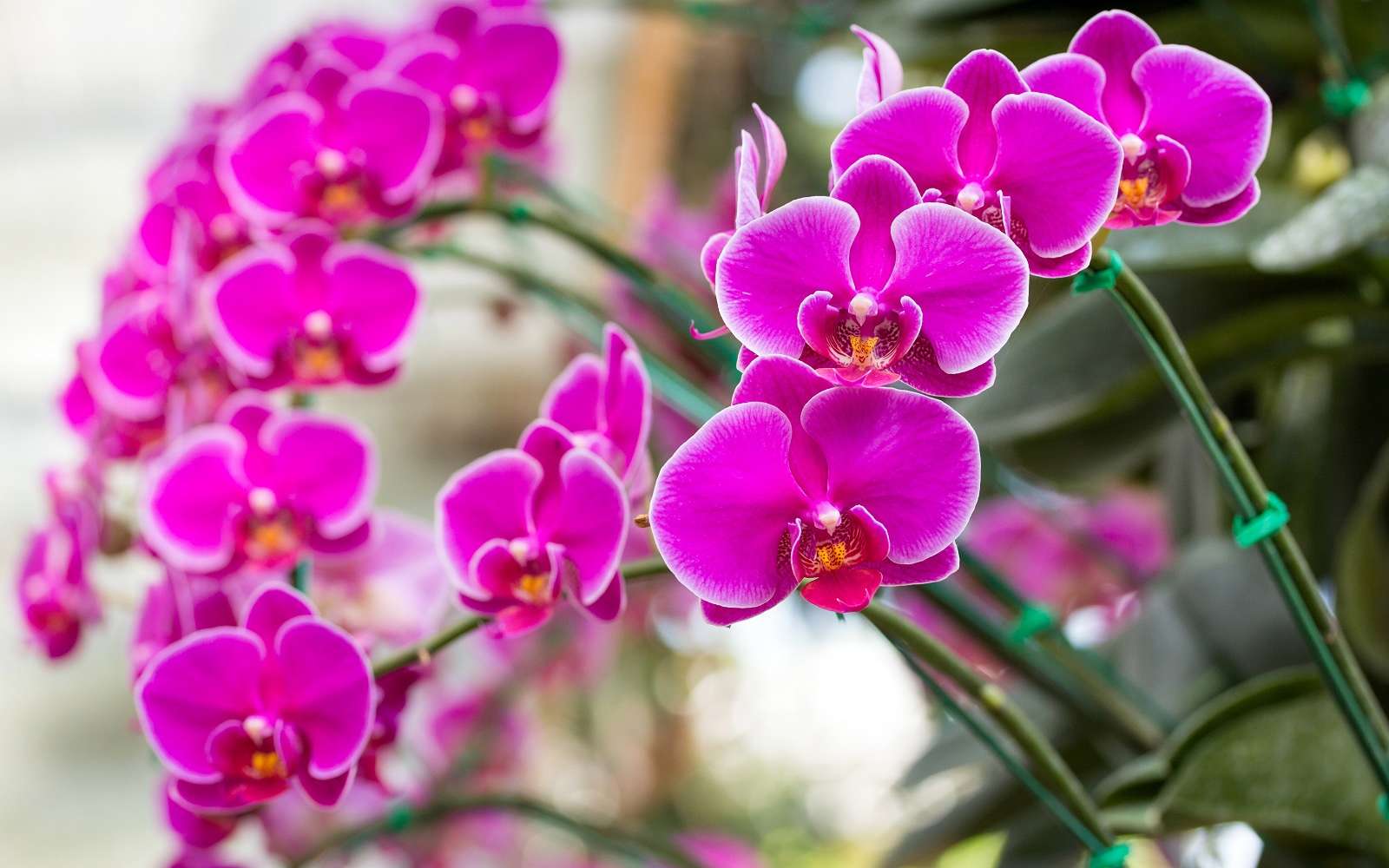 Magnifique phalaenopsis, une orchidée facile à vivre. © aopsan, Adobe Stock