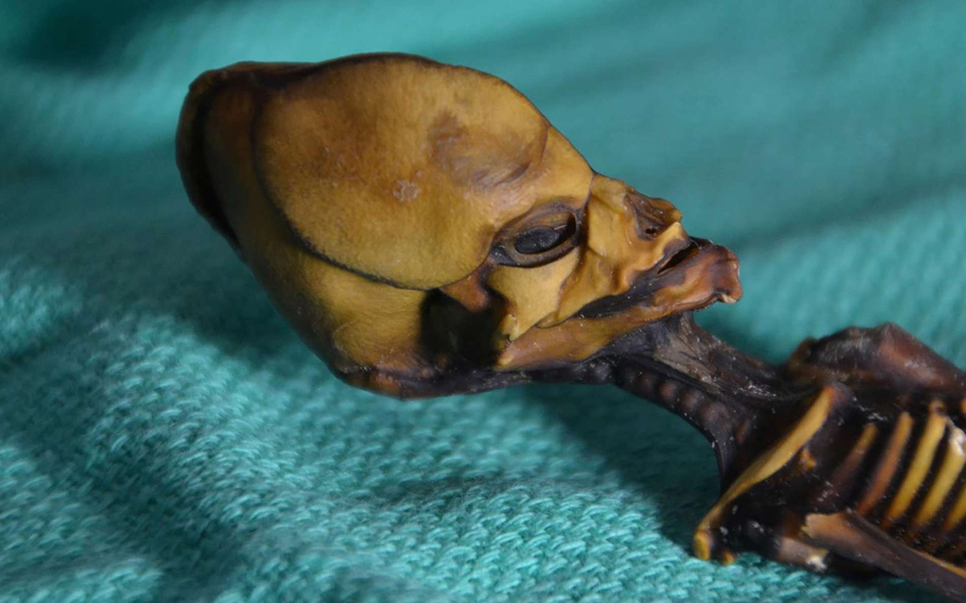 Ces images non datées mises à disposition par le docteur Emery Smith montrent un tout petit squelette momifié découvert en 2003 au Chili. © Emery Smith, National Geographic