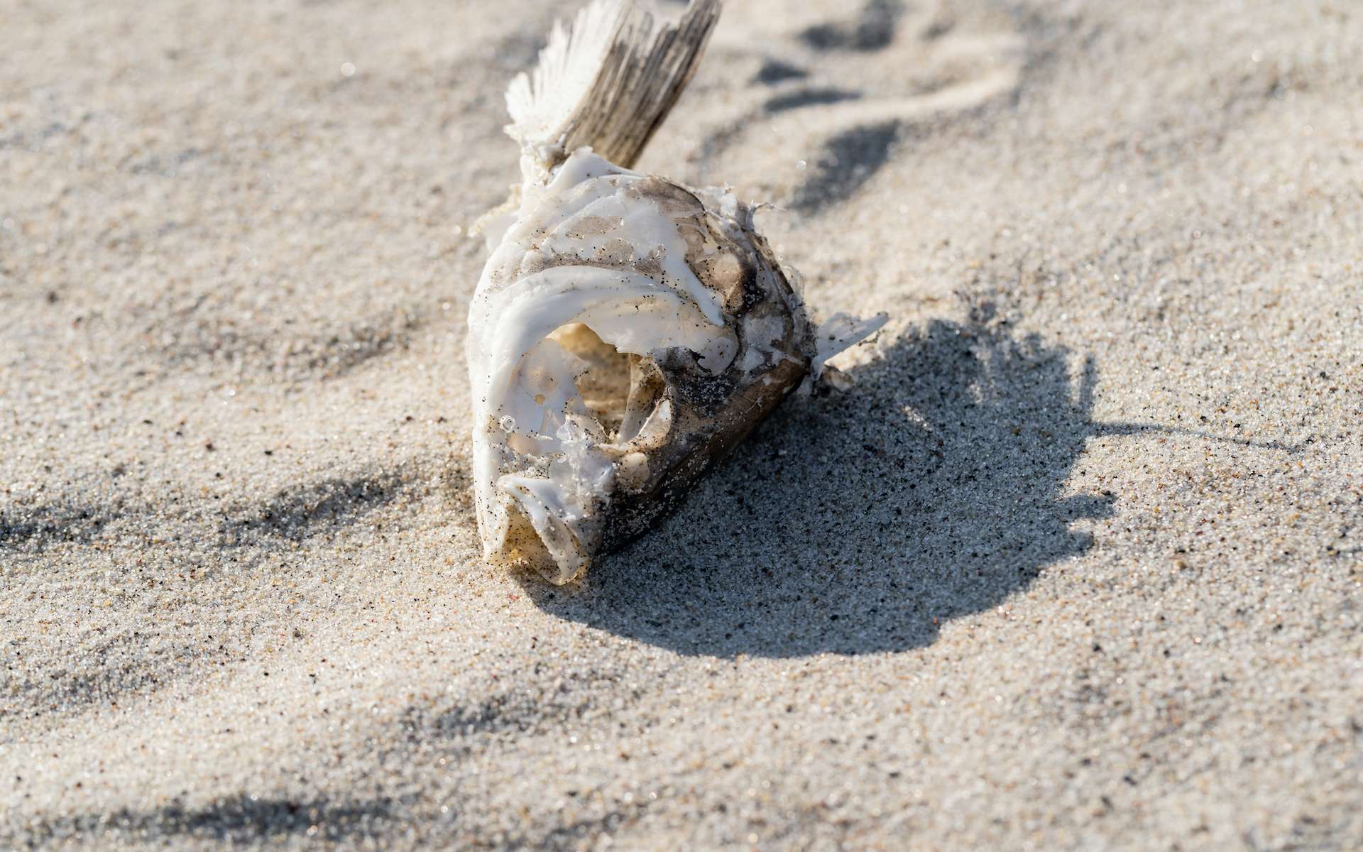 Des repas de poissons au milieu du Sahara il y a 10.000 ans