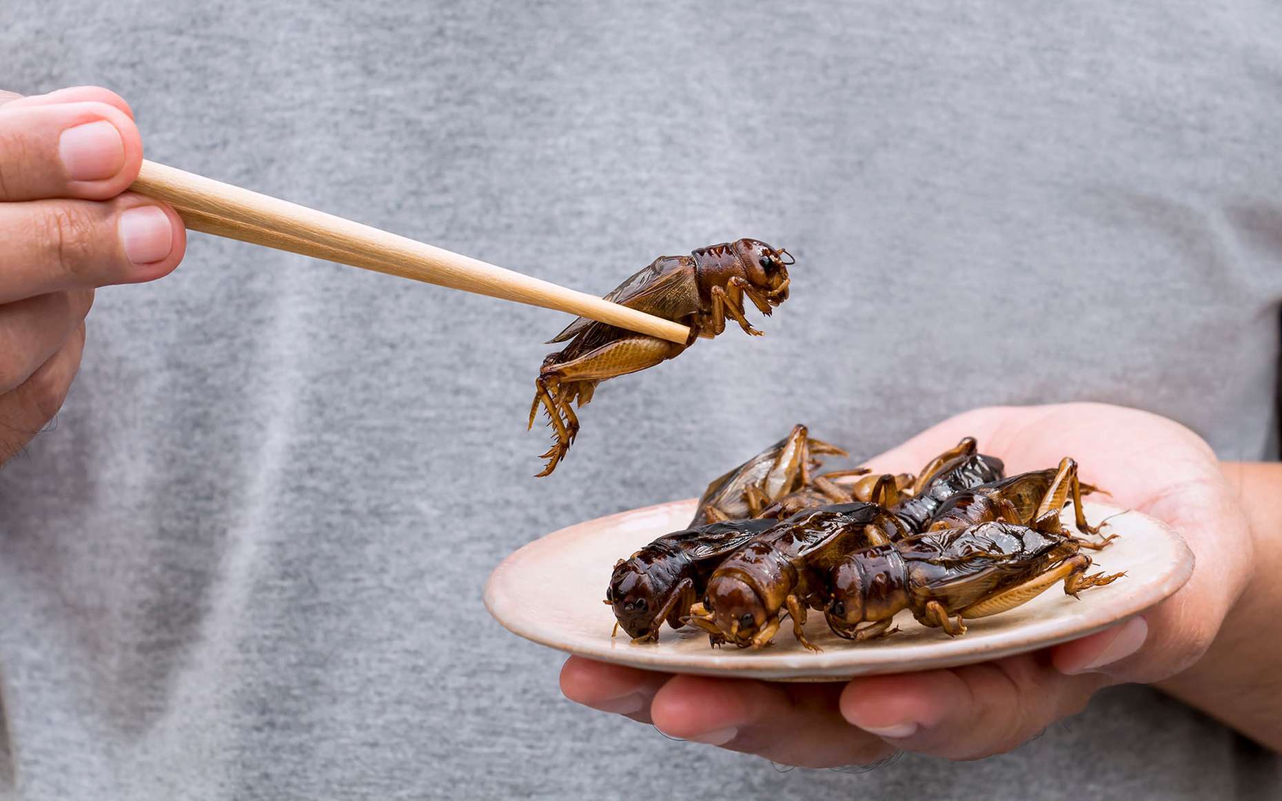 « La moitié de l'humanité mange couramment ou occasionnellement des insectes » : pourquoi pas nous ?