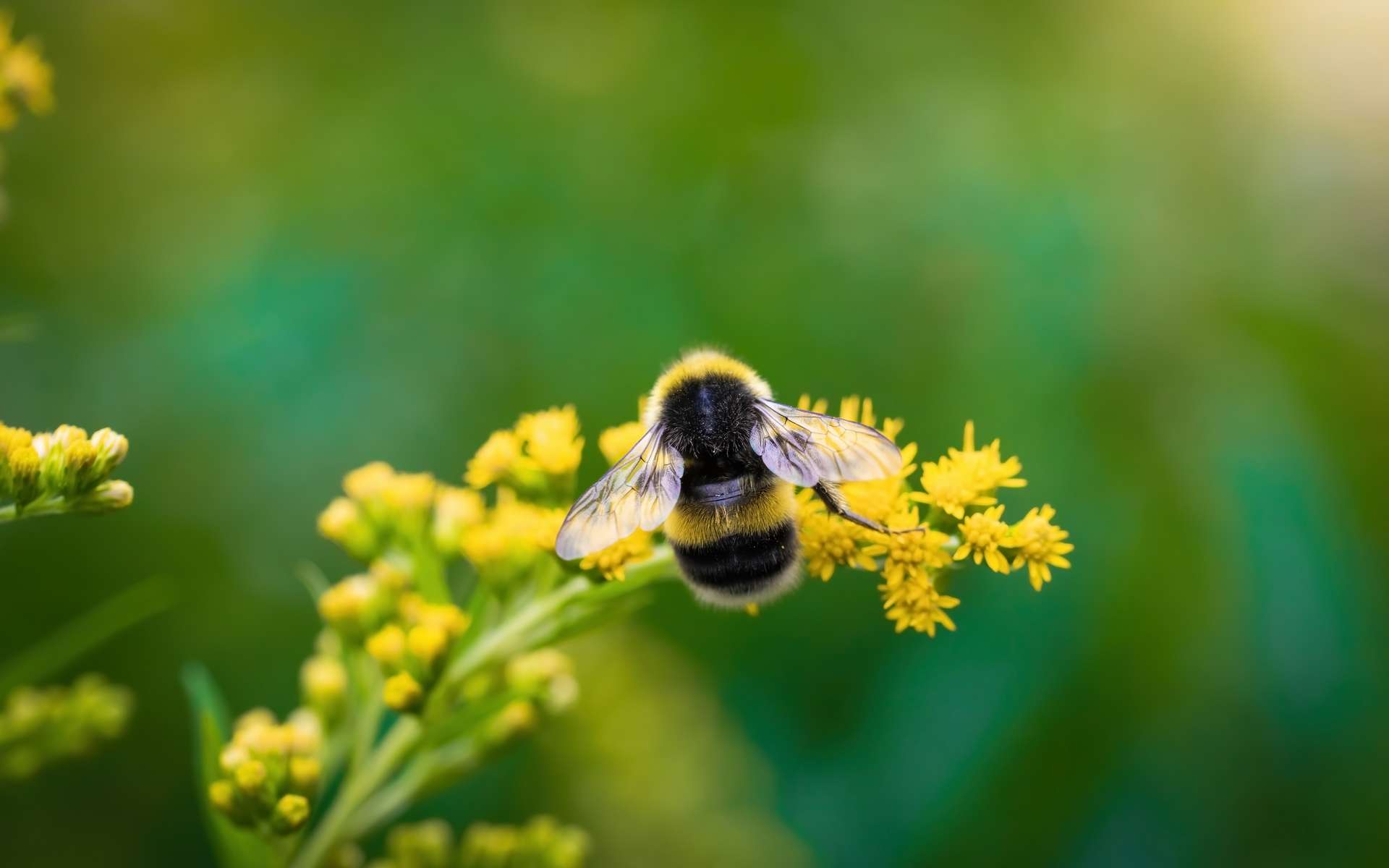 Les abeilles activent les propriétés médicinales des nectars de plantes durant la pollinisation