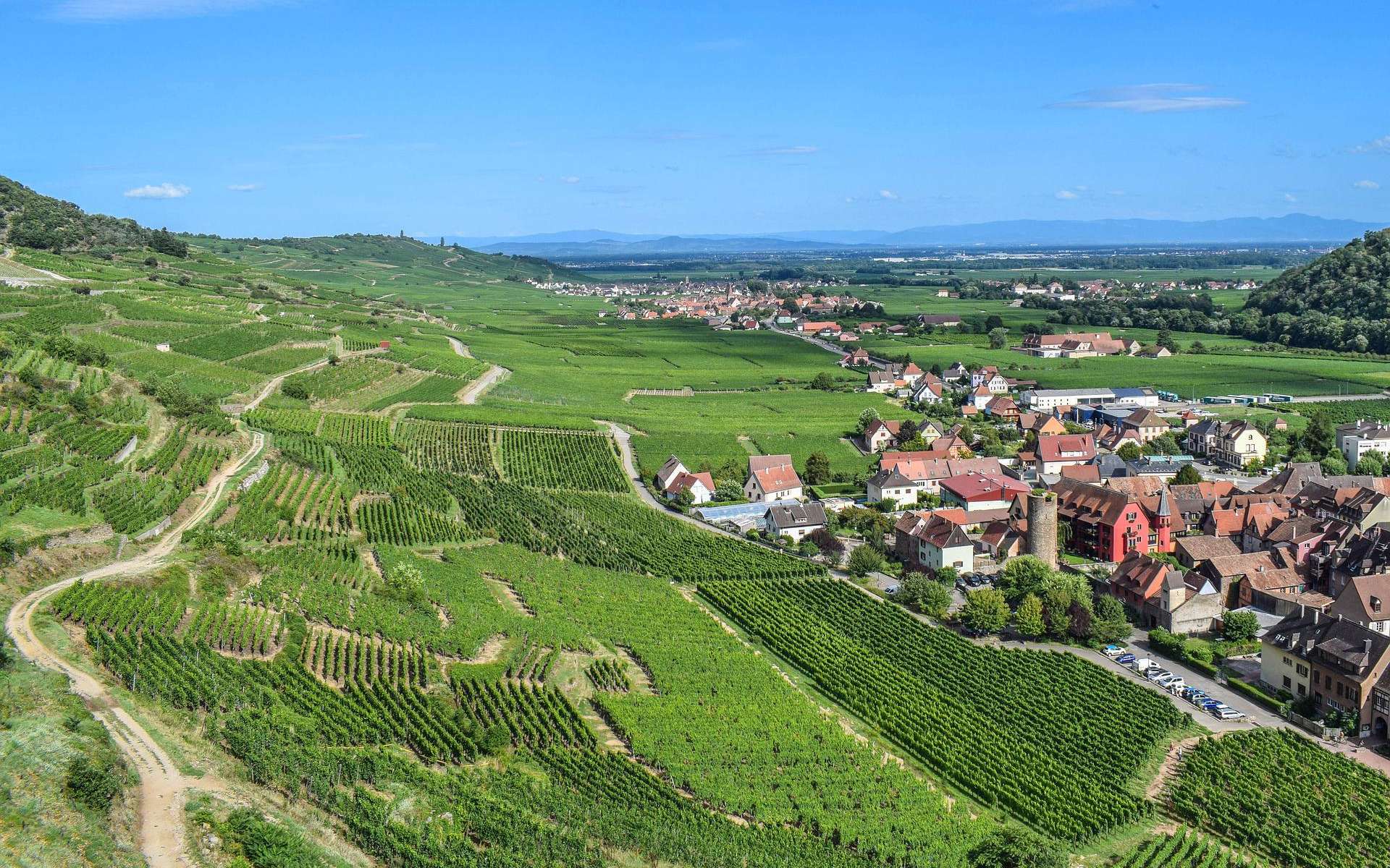 Les vins d'Alsace sous l'influence des roches